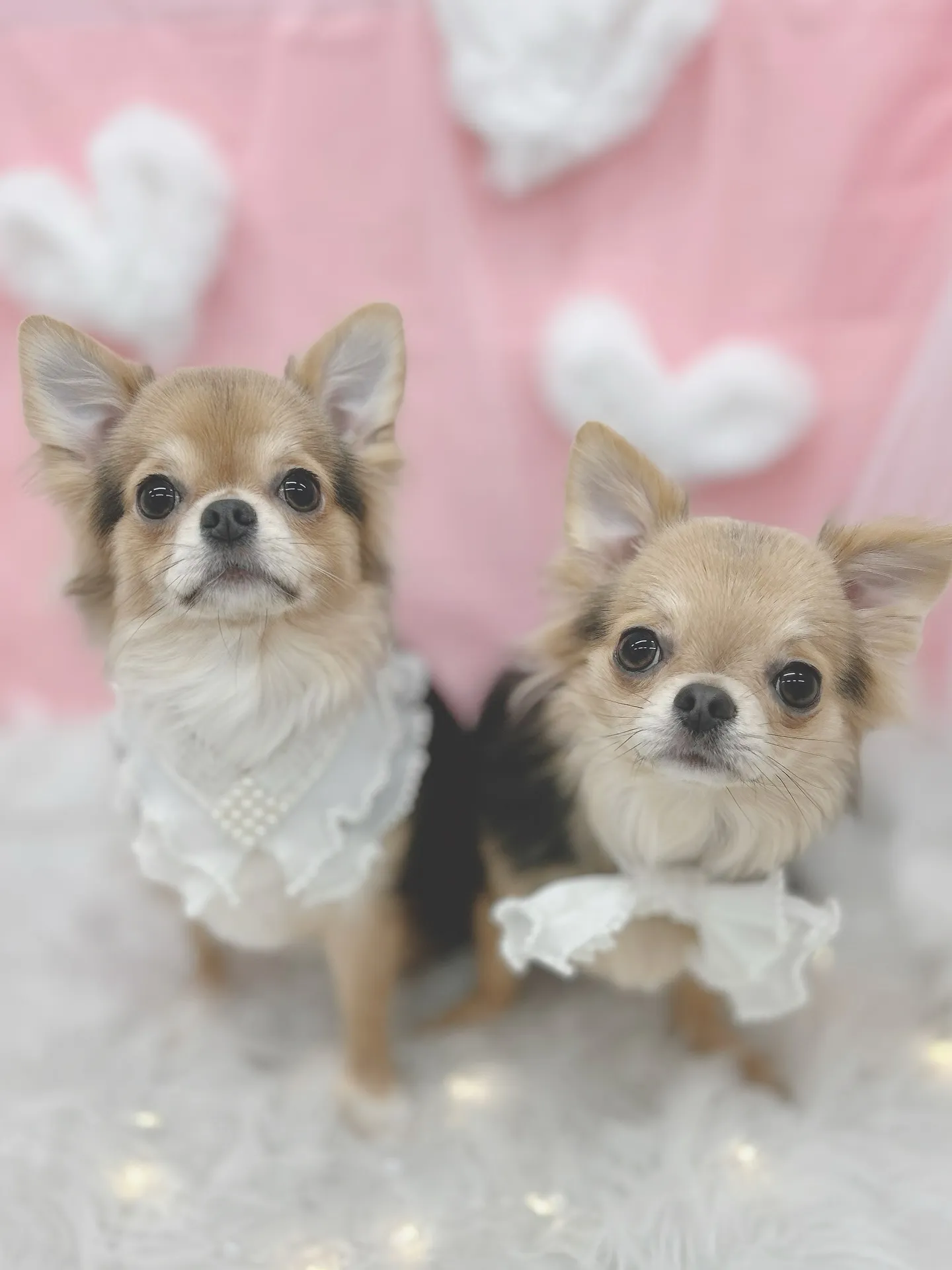 ୨୧ ∴トリミングサロン∴ ୨୧