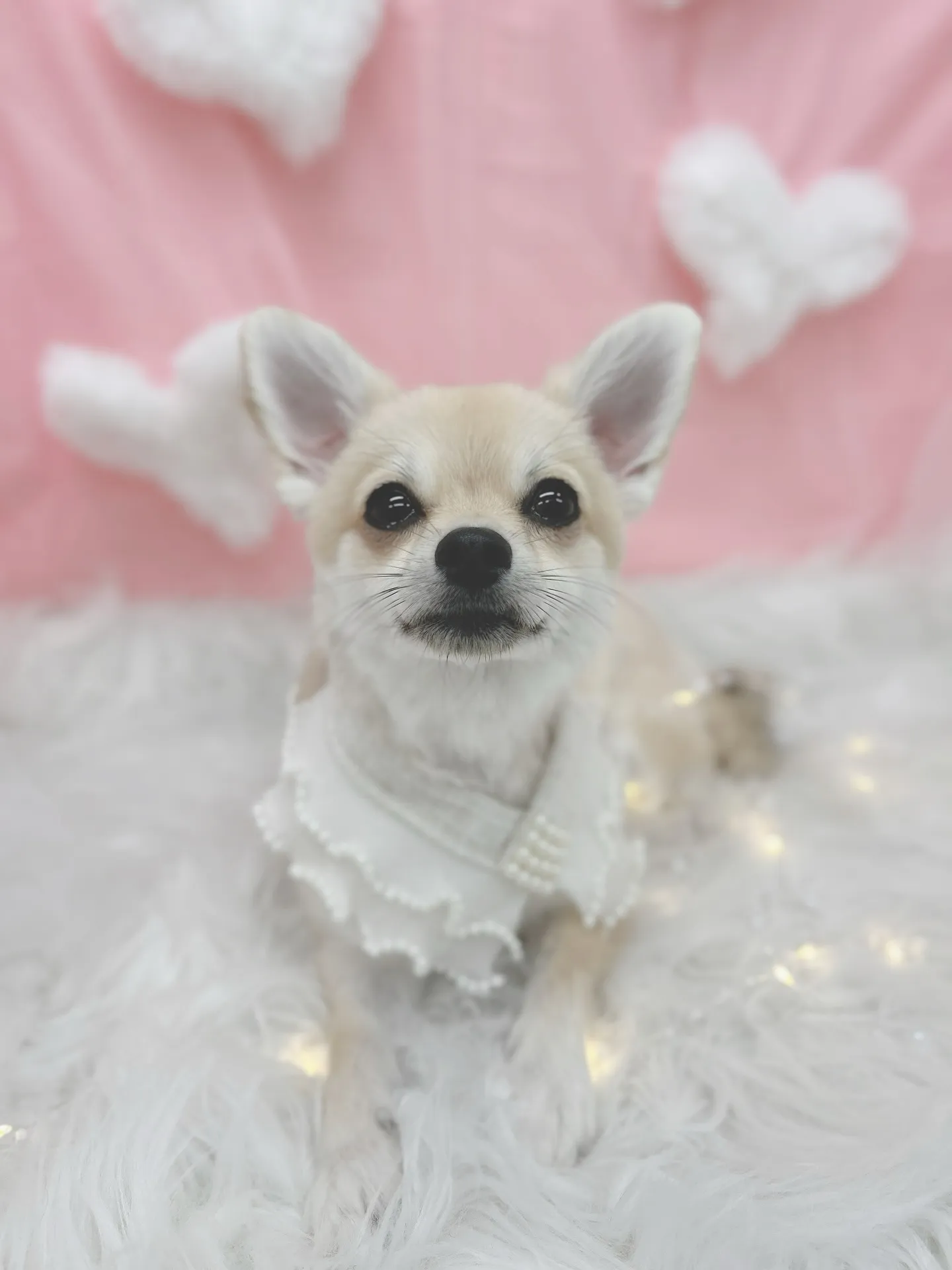 ୨୧ ∴トリミングサロン∴ ୨୧