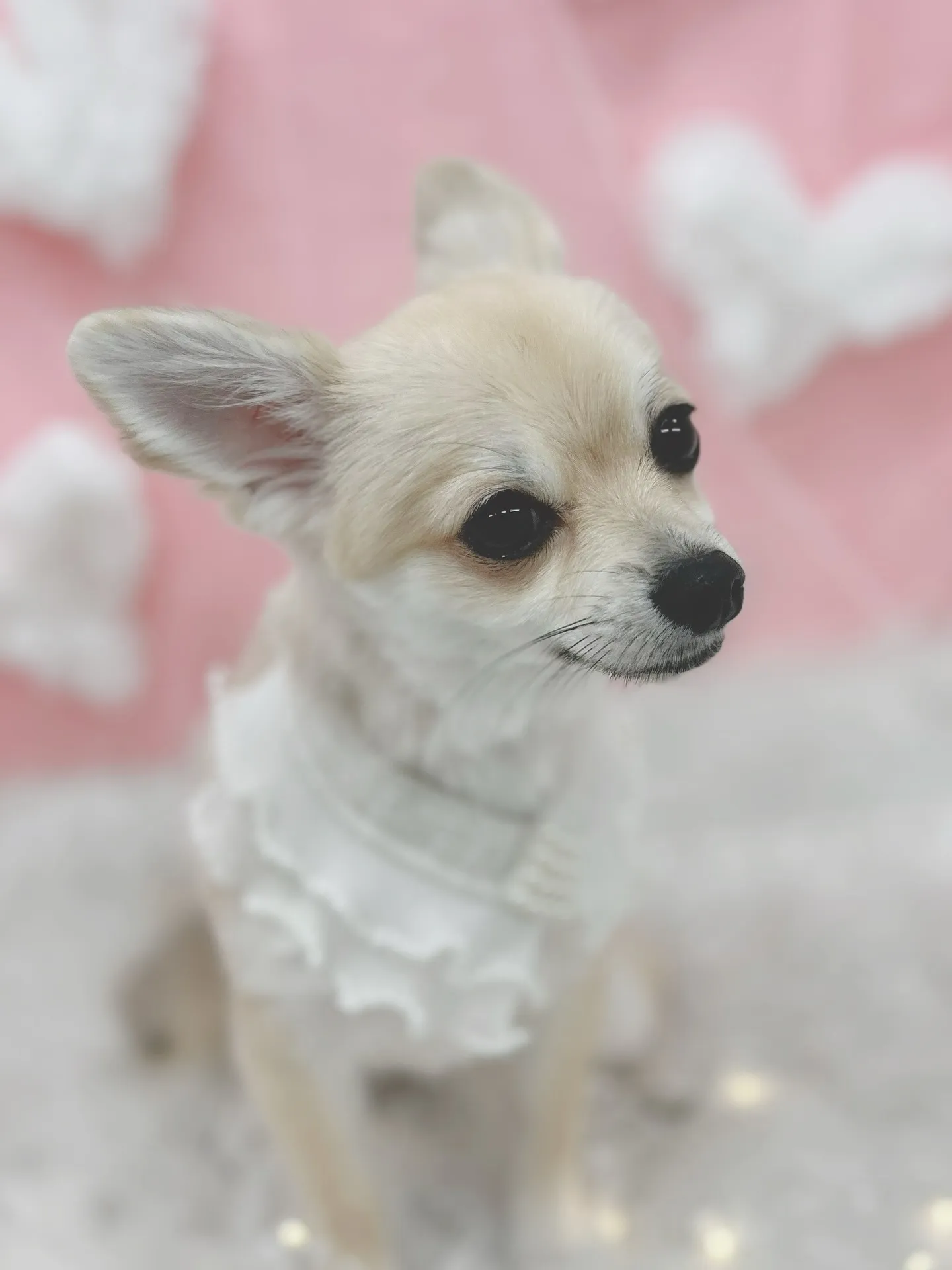 ୨୧ ∴トリミングサロン∴ ୨୧