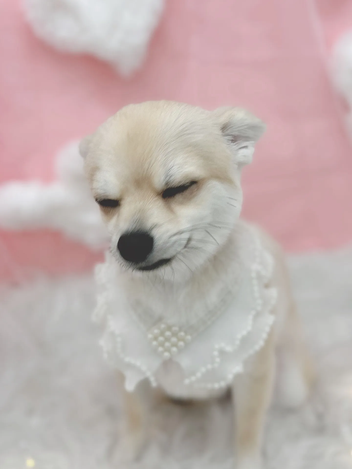 ୨୧ ∴トリミングサロン∴ ୨୧