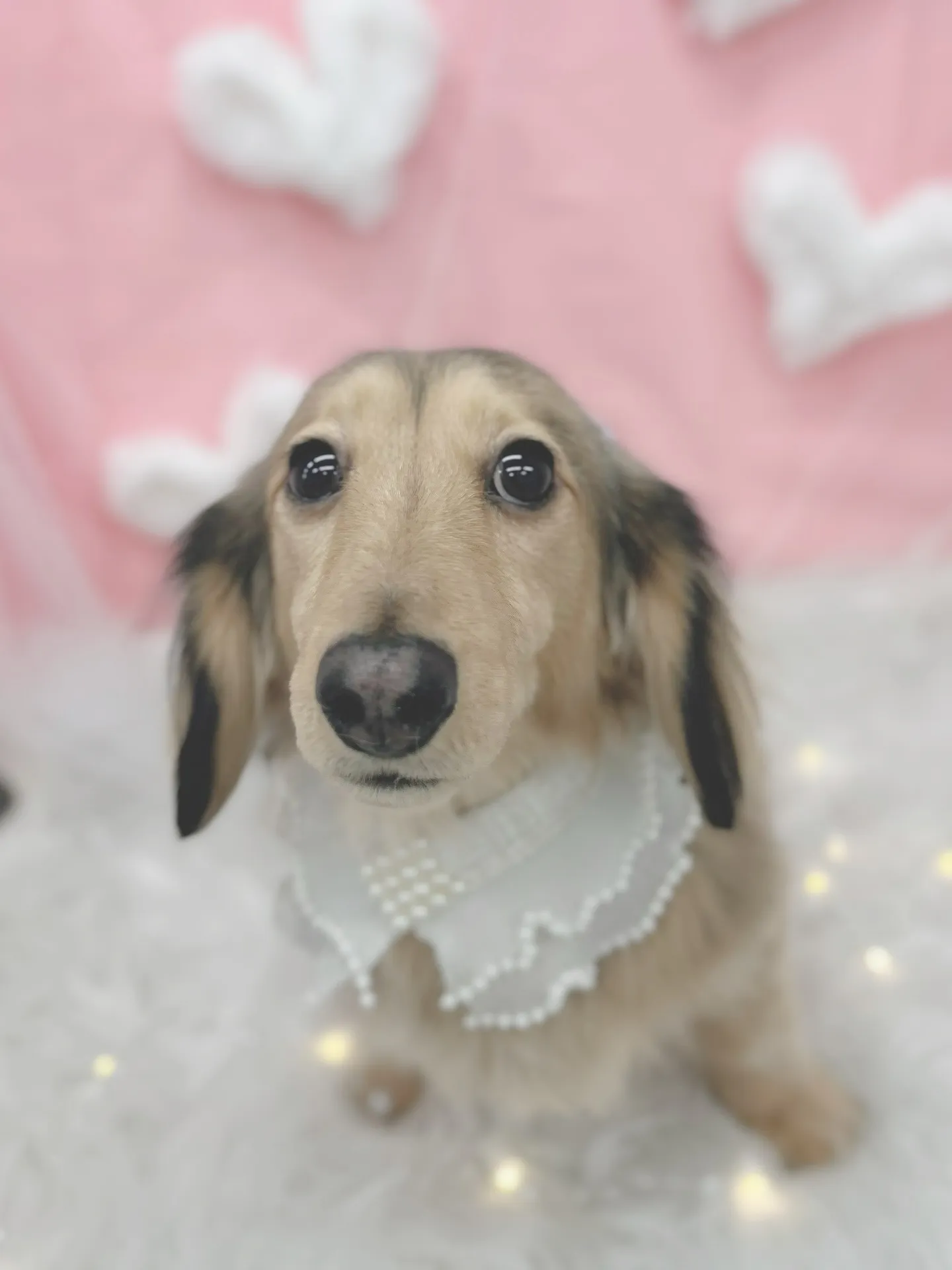 ୨୧ ∴トリミングサロン∴ ୨୧