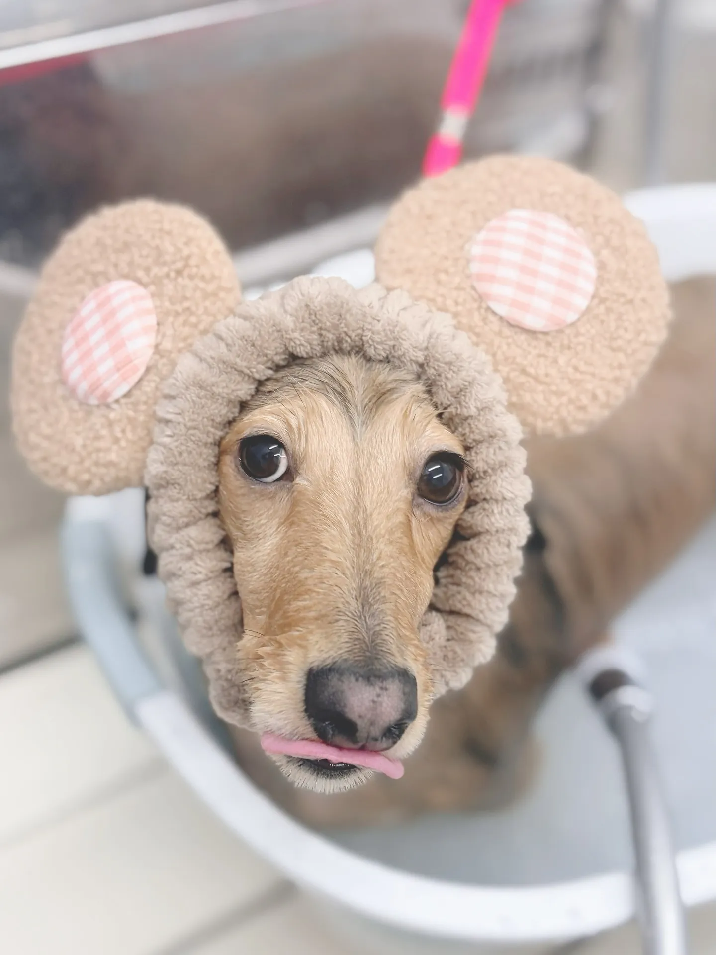 ୨୧ ∴トリミングサロン∴ ୨୧