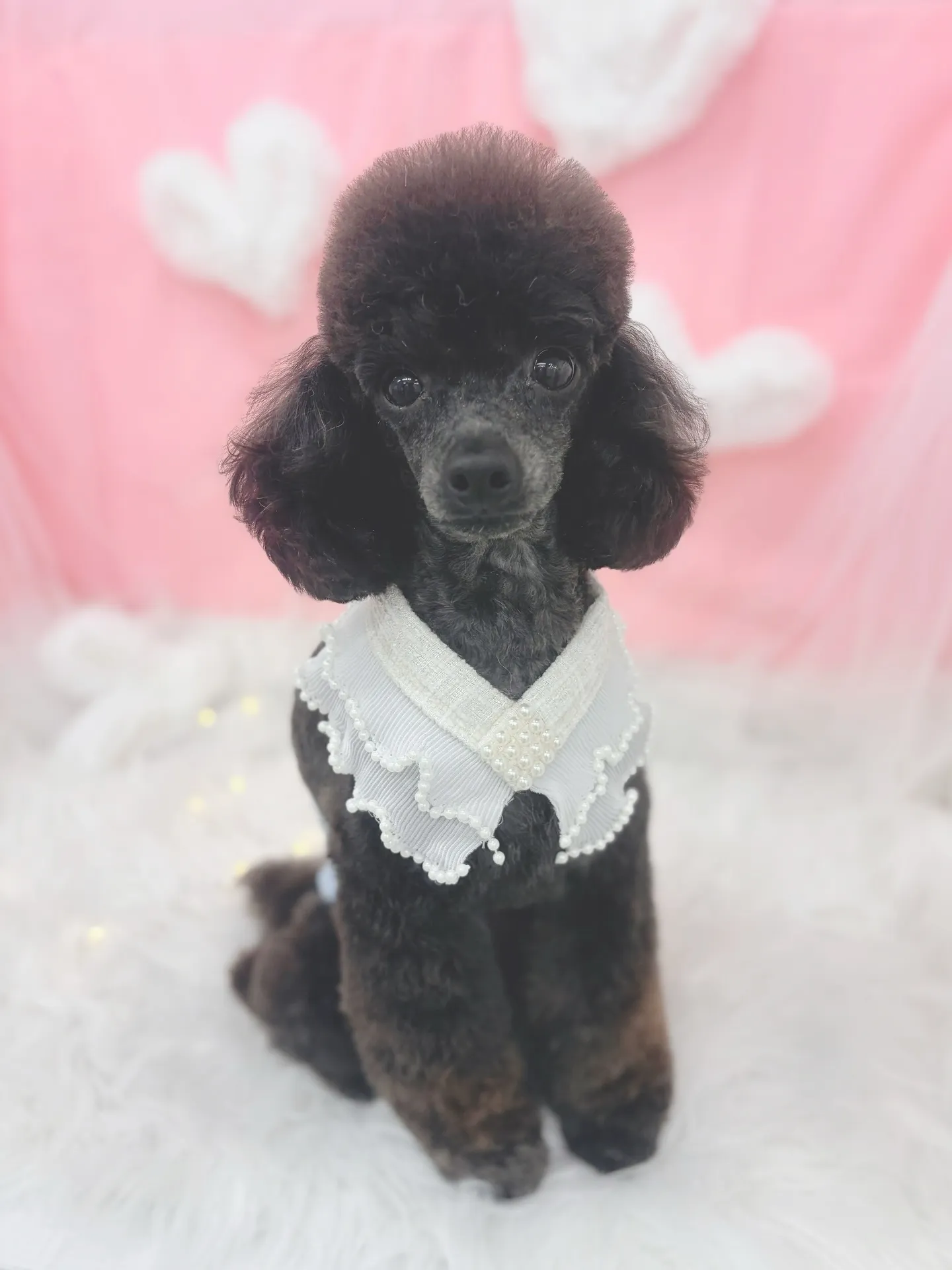 ୨୧ ∴トリミングサロン∴ ୨୧