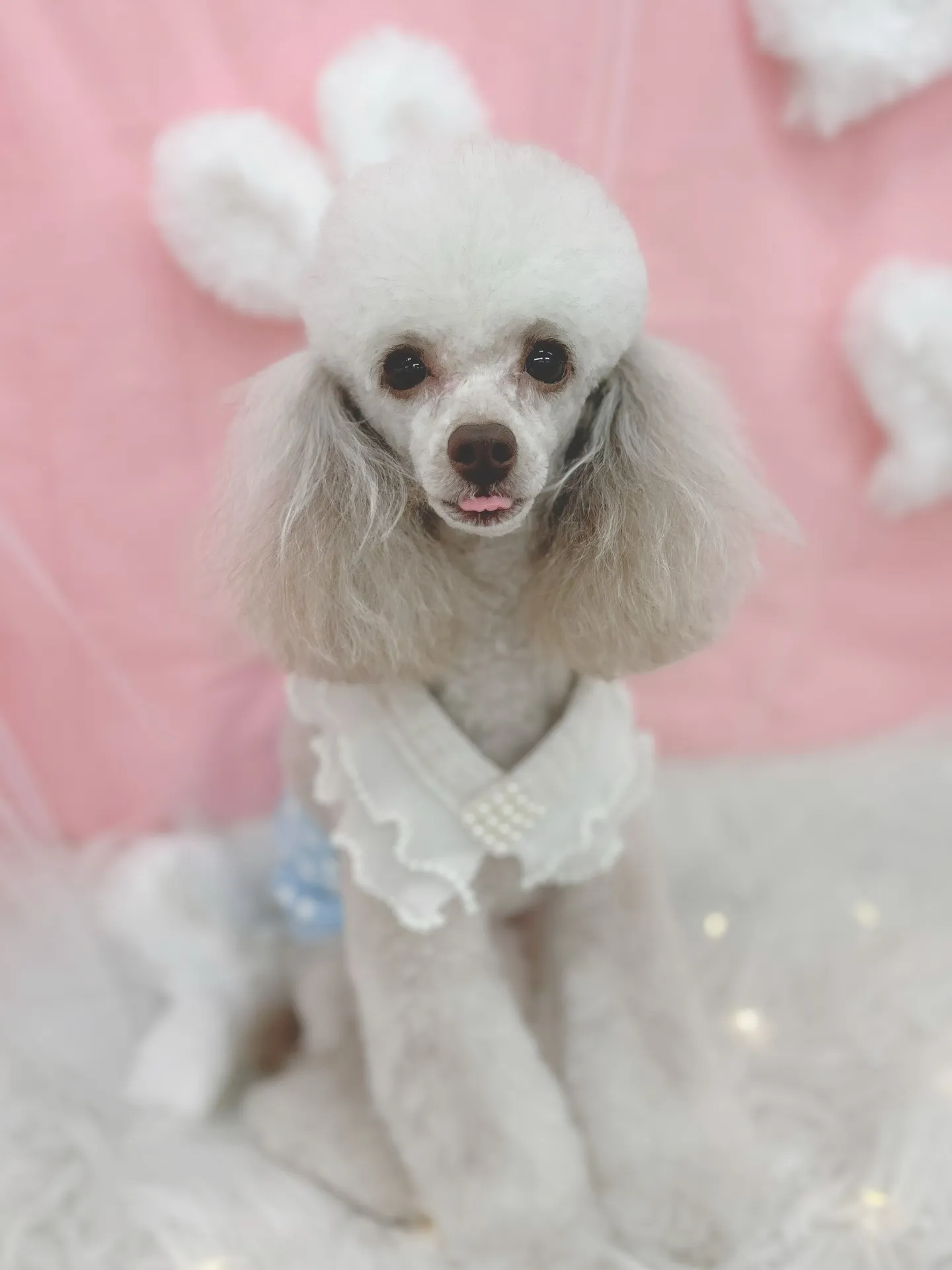 ୨୧ ∴トリミングサロン∴ ୨୧