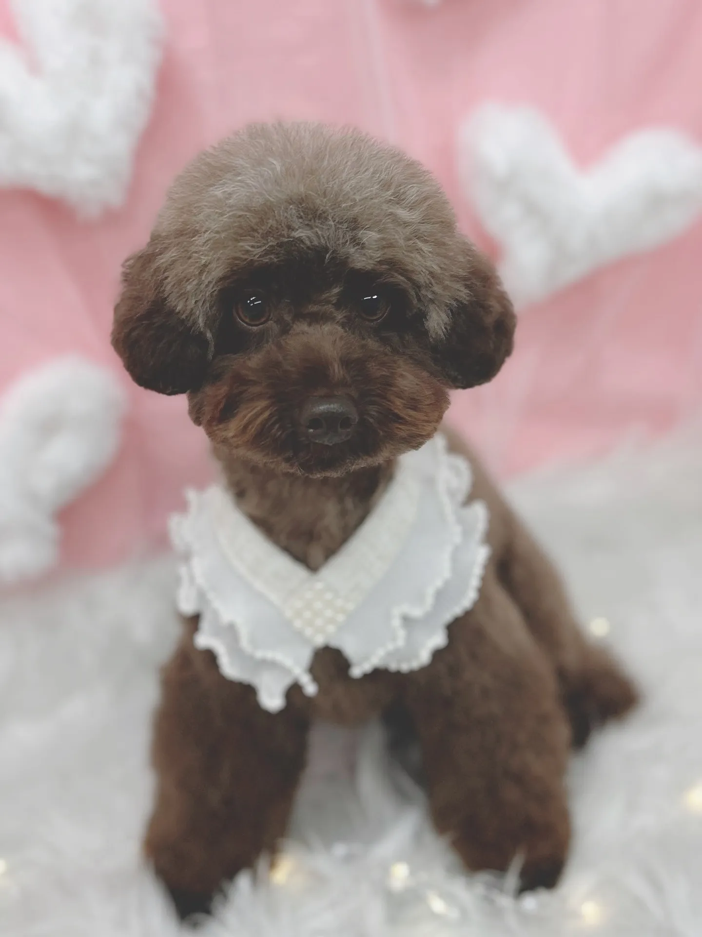 ୨୧ ∴トリミングサロン∴ ୨୧