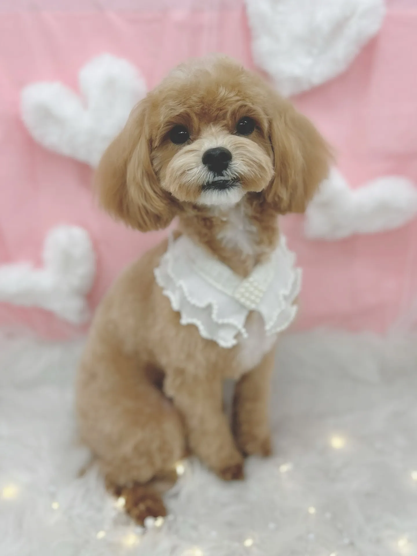 ୨୧ ∴トリミングサロン∴ ୨୧