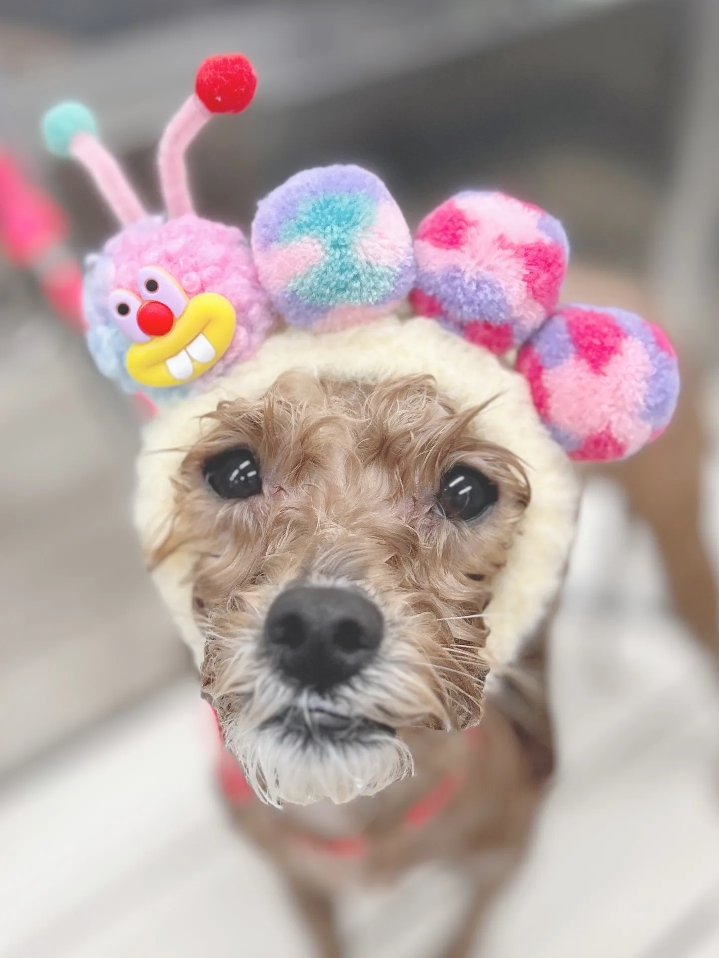 ୨୧ ∴トリミングサロン∴ ୨୧