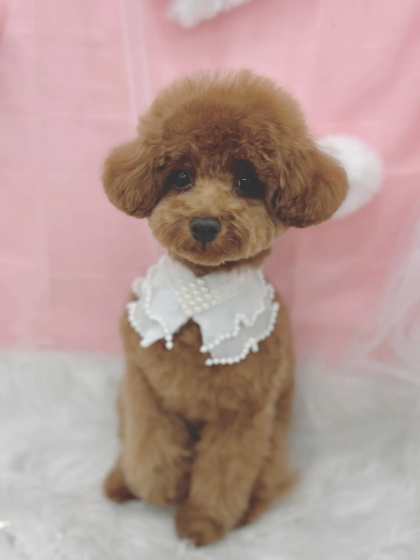 ୨୧ ∴トリミングサロン∴ ୨୧