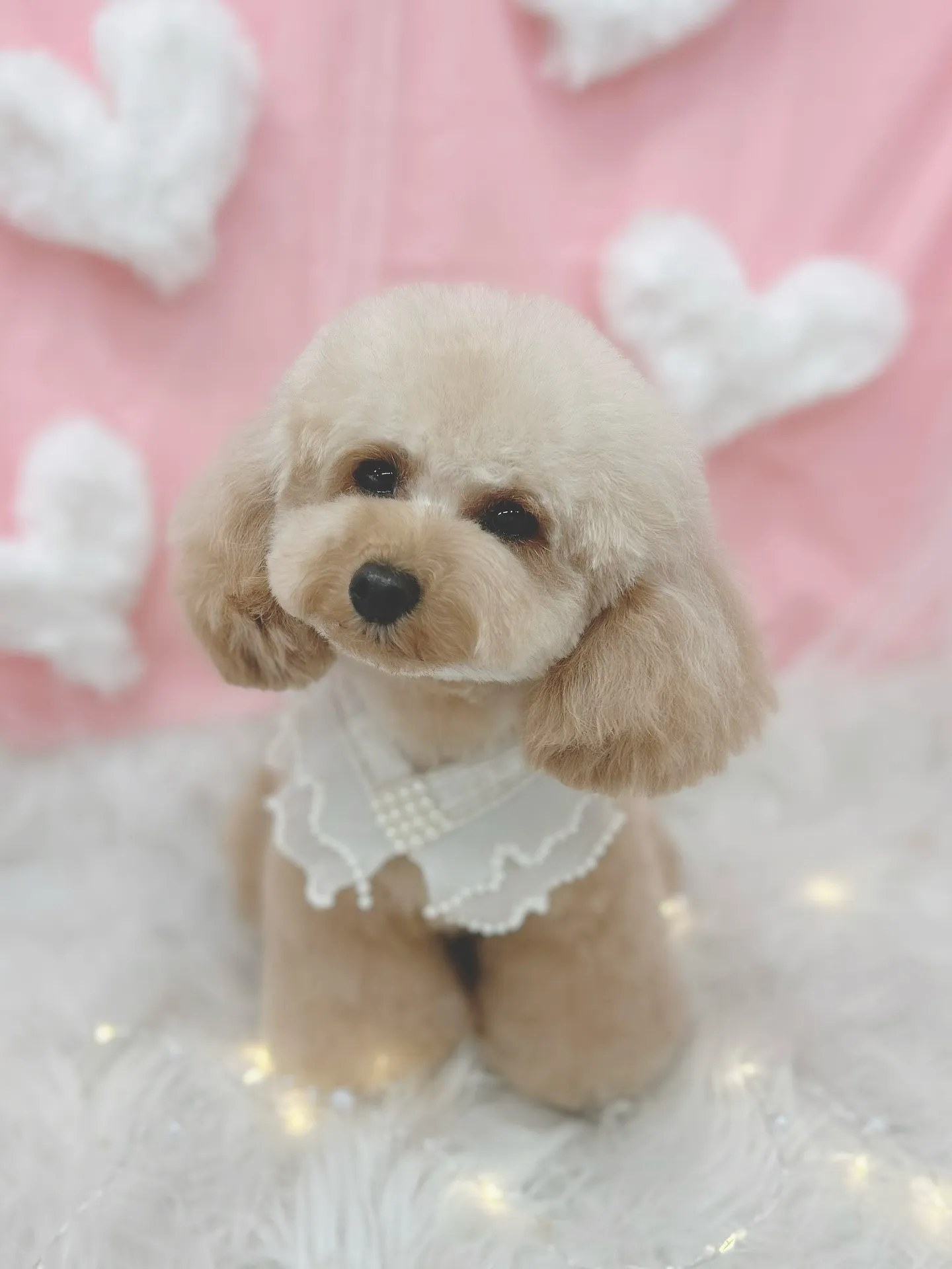 ୨୧ ∴トリミングサロン∴ ୨୧