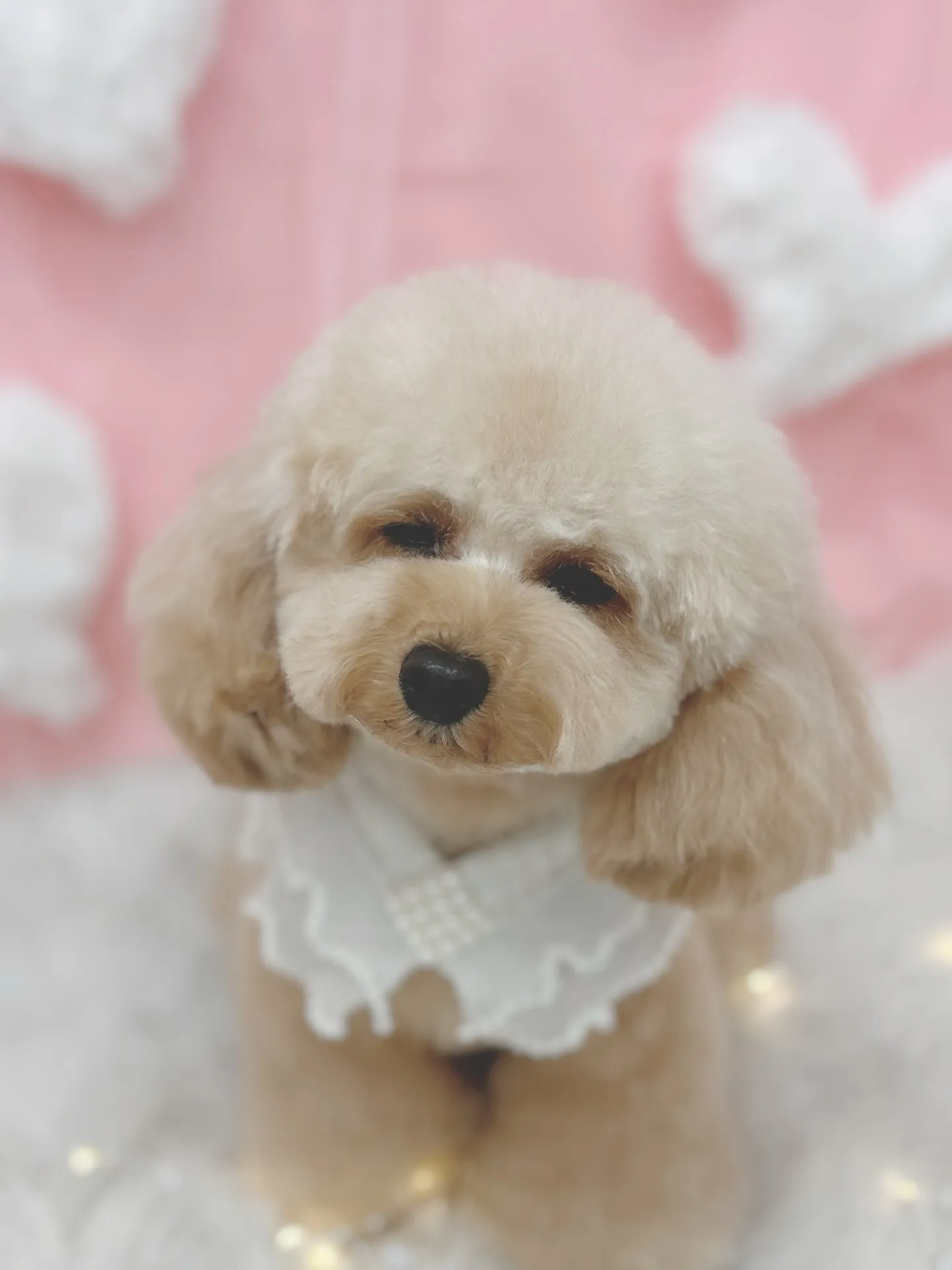 ୨୧ ∴トリミングサロン∴ ୨୧