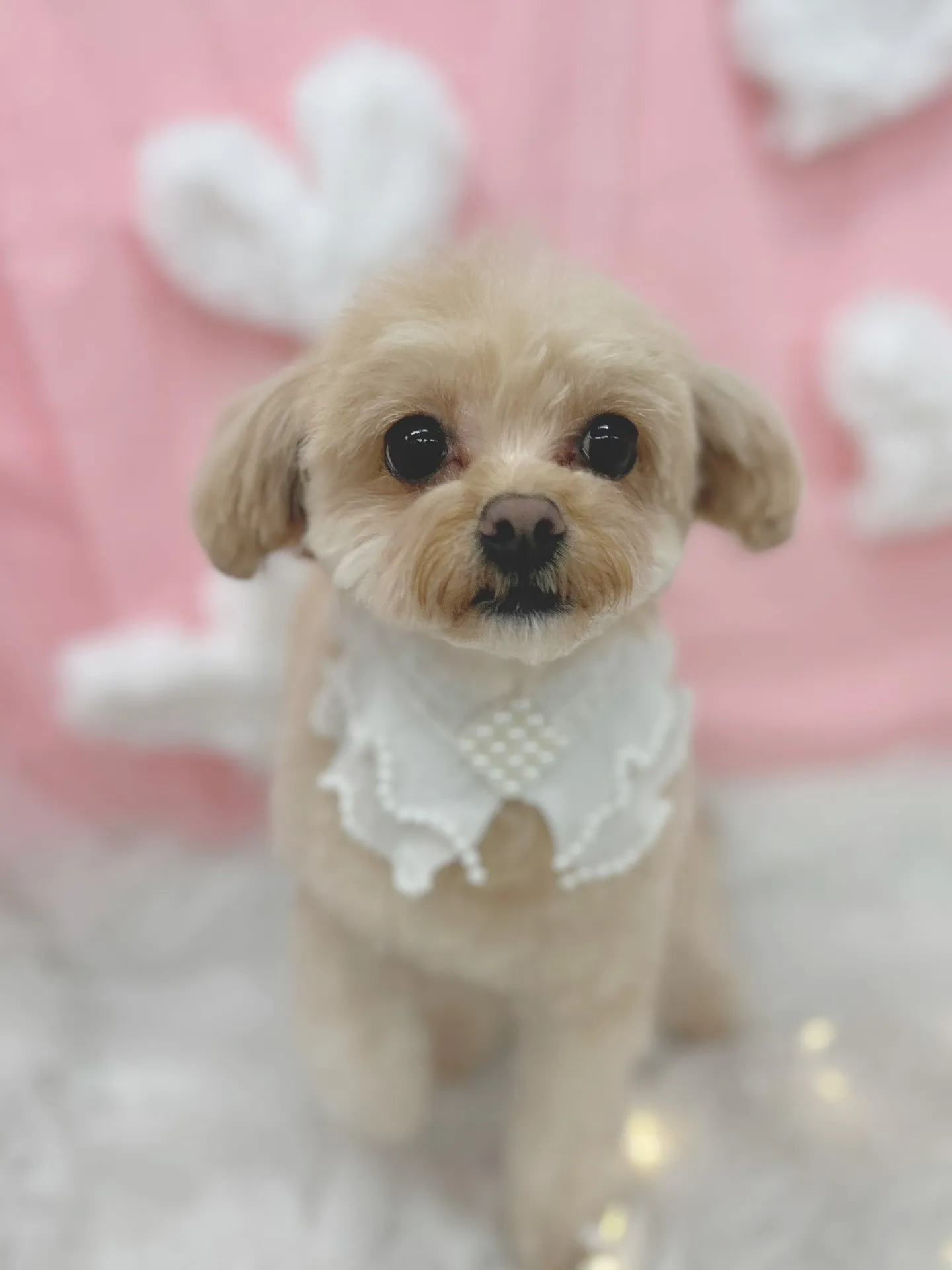 ୨୧ ∴トリミングサロン∴ ୨୧