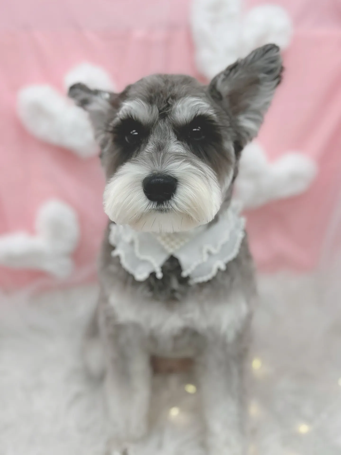 ୨୧ ∴トリミングサロン∴ ୨୧