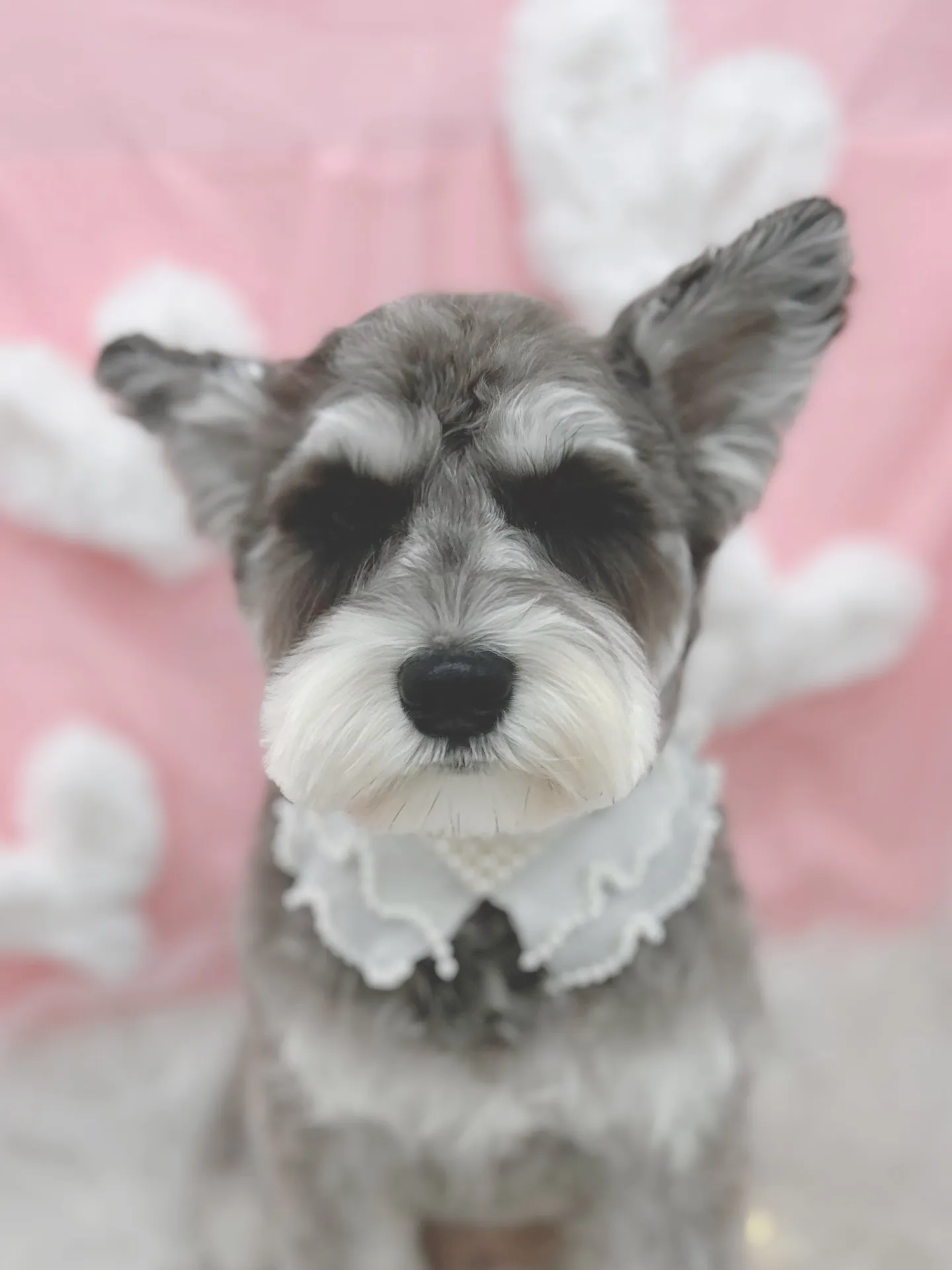 ୨୧ ∴トリミングサロン∴ ୨୧