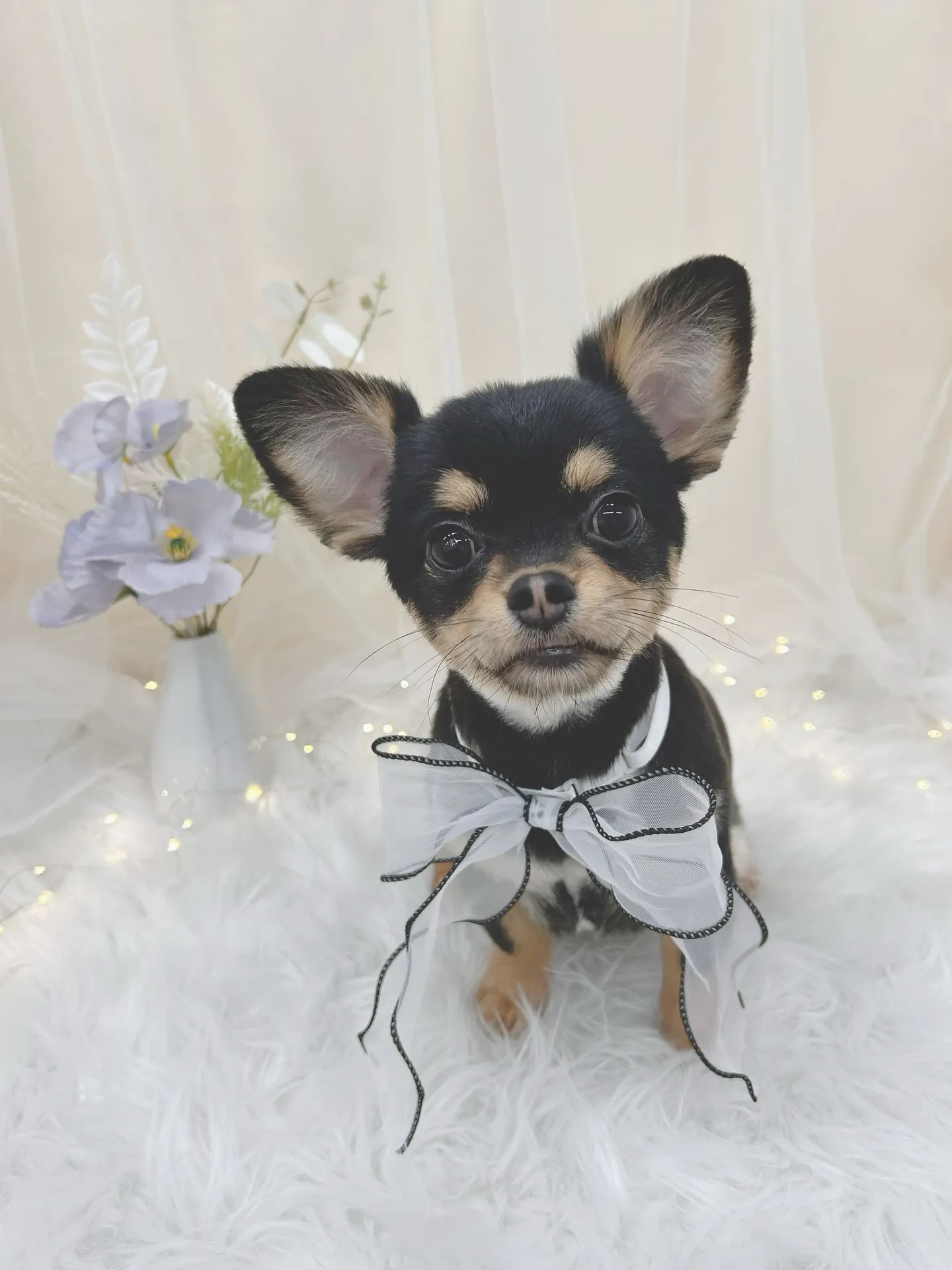 ୨୧ ∴トリミングサロン∴ ୨୧