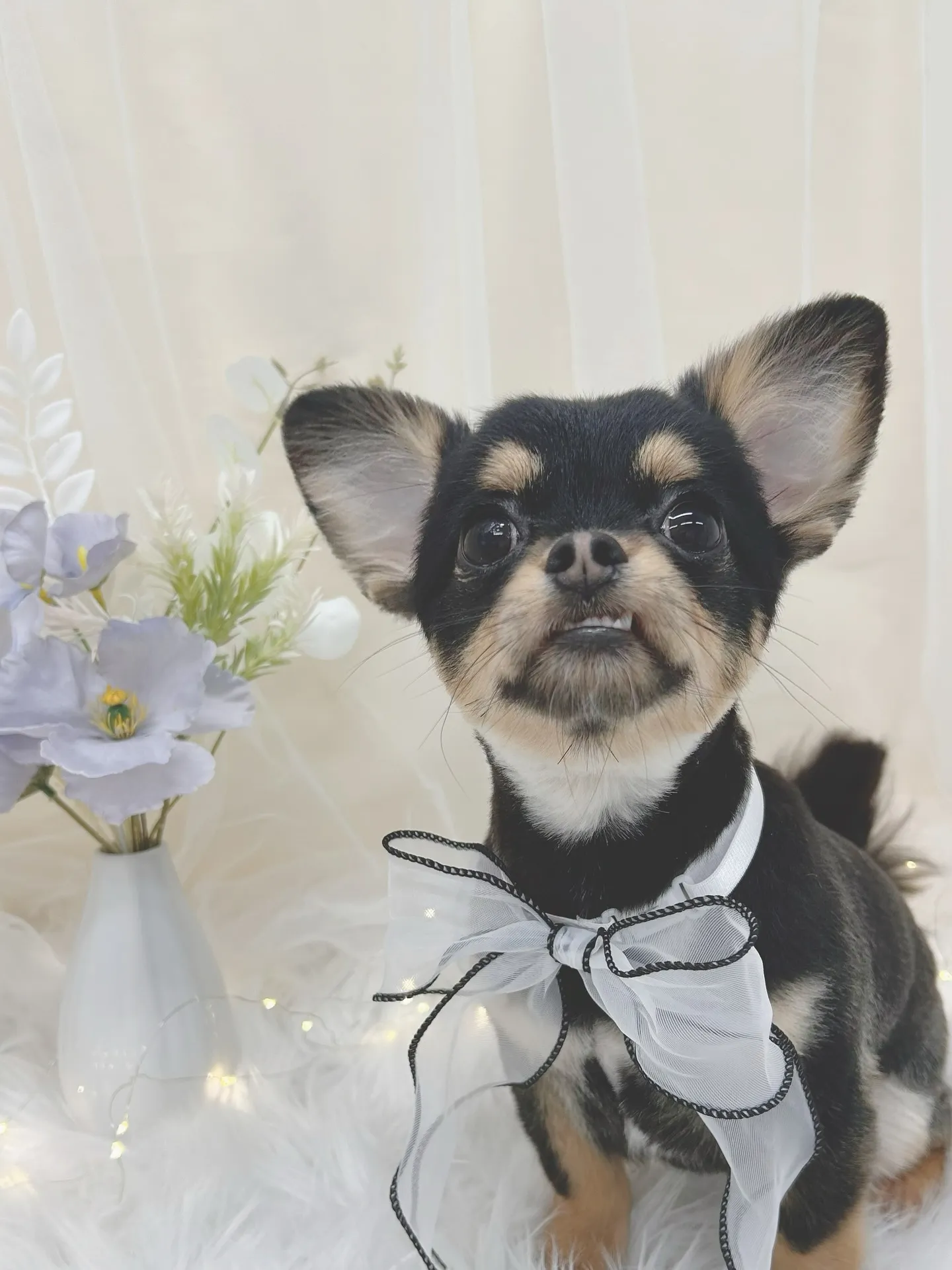 ୨୧ ∴トリミングサロン∴ ୨୧