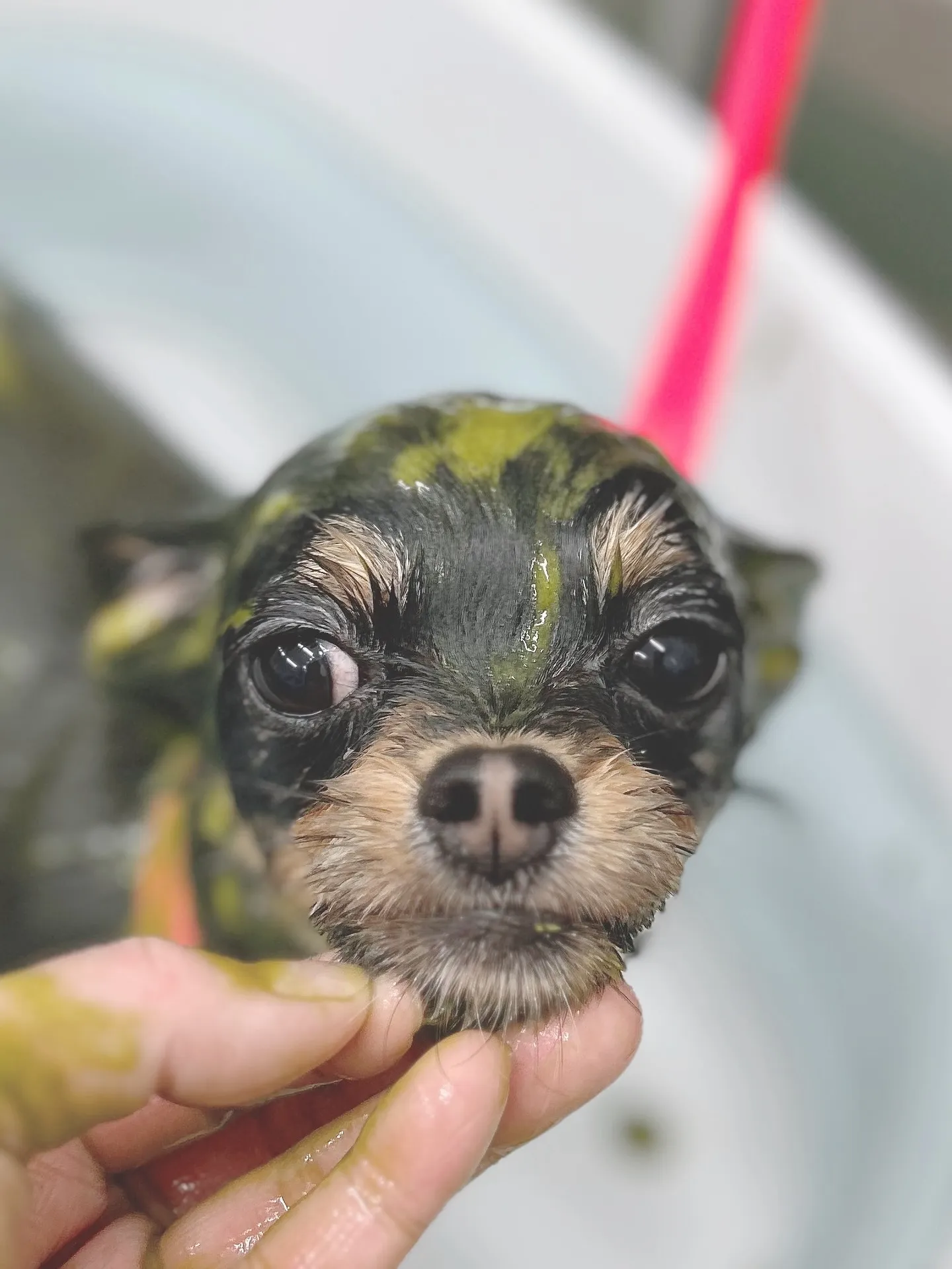 ୨୧ ∴トリミングサロン∴ ୨୧