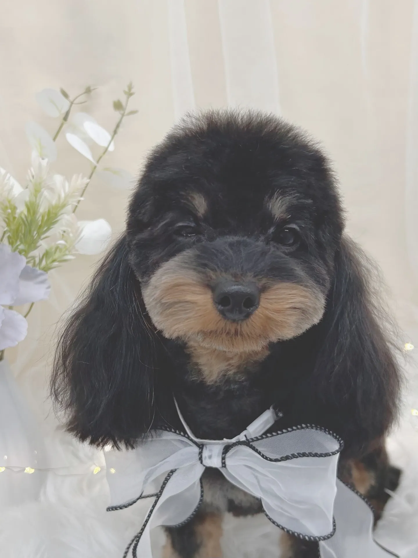 ୨୧ ∴トリミングサロン∴ ୨୧