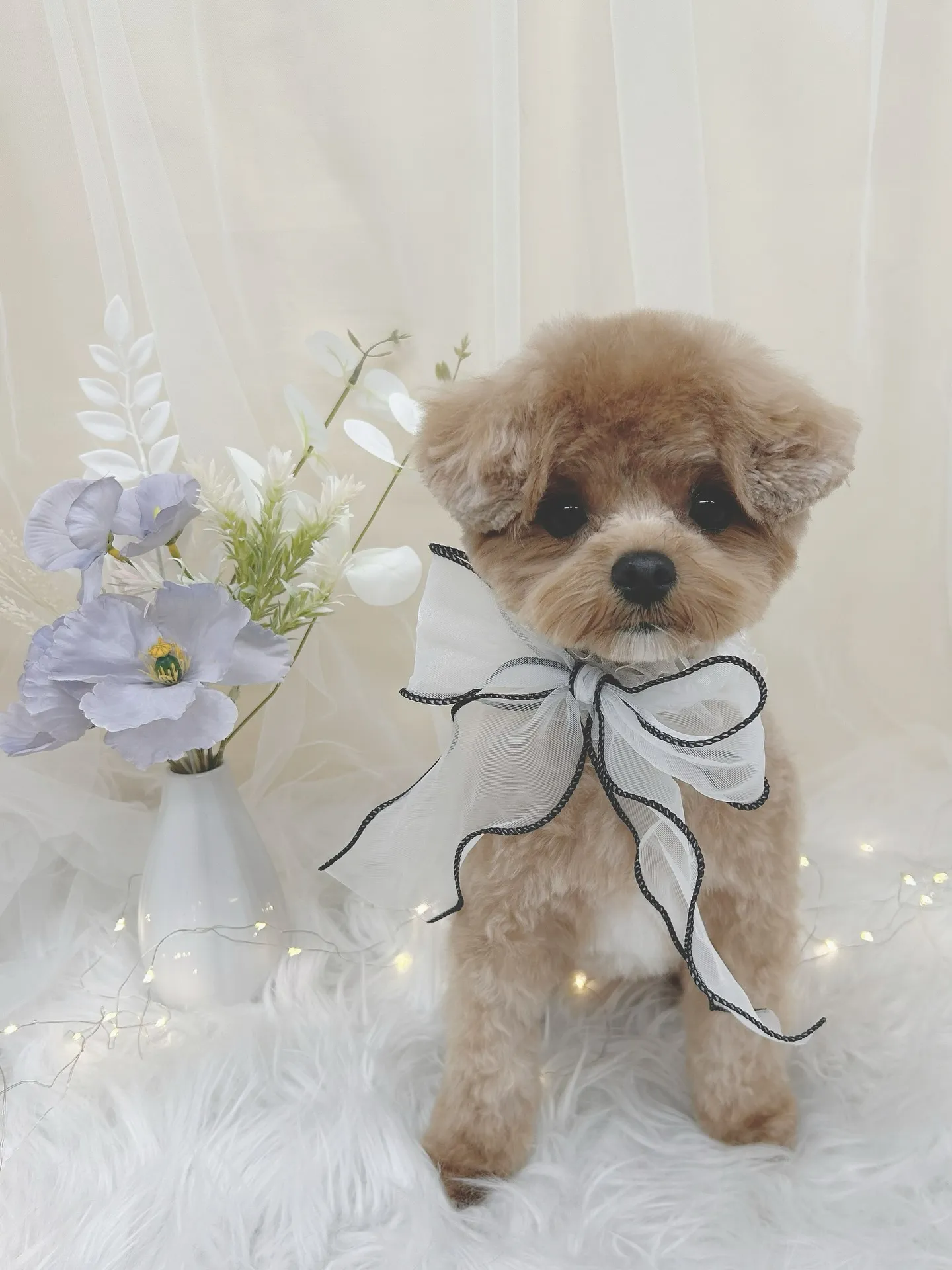 ୨୧ ∴トリミングサロン∴ ୨୧