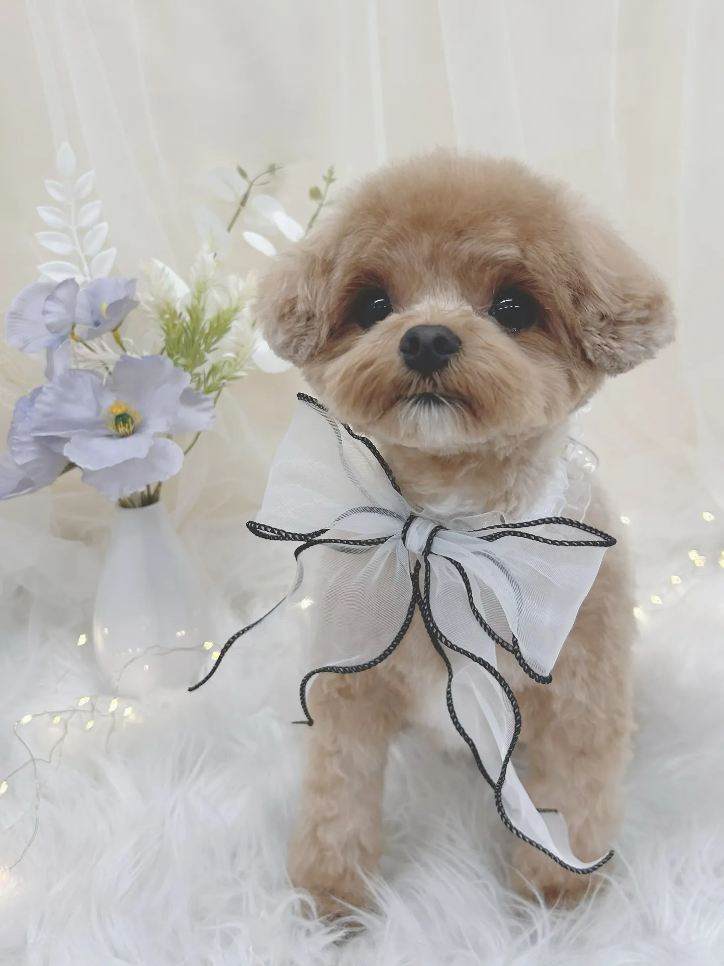 ୨୧ ∴トリミングサロン∴ ୨୧