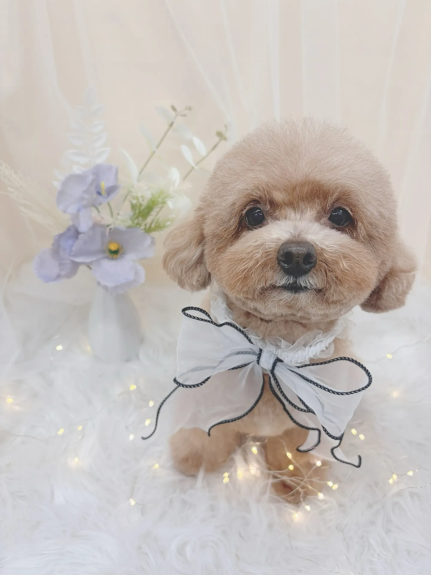 ୨୧ ∴トリミングサロン∴ ୨୧