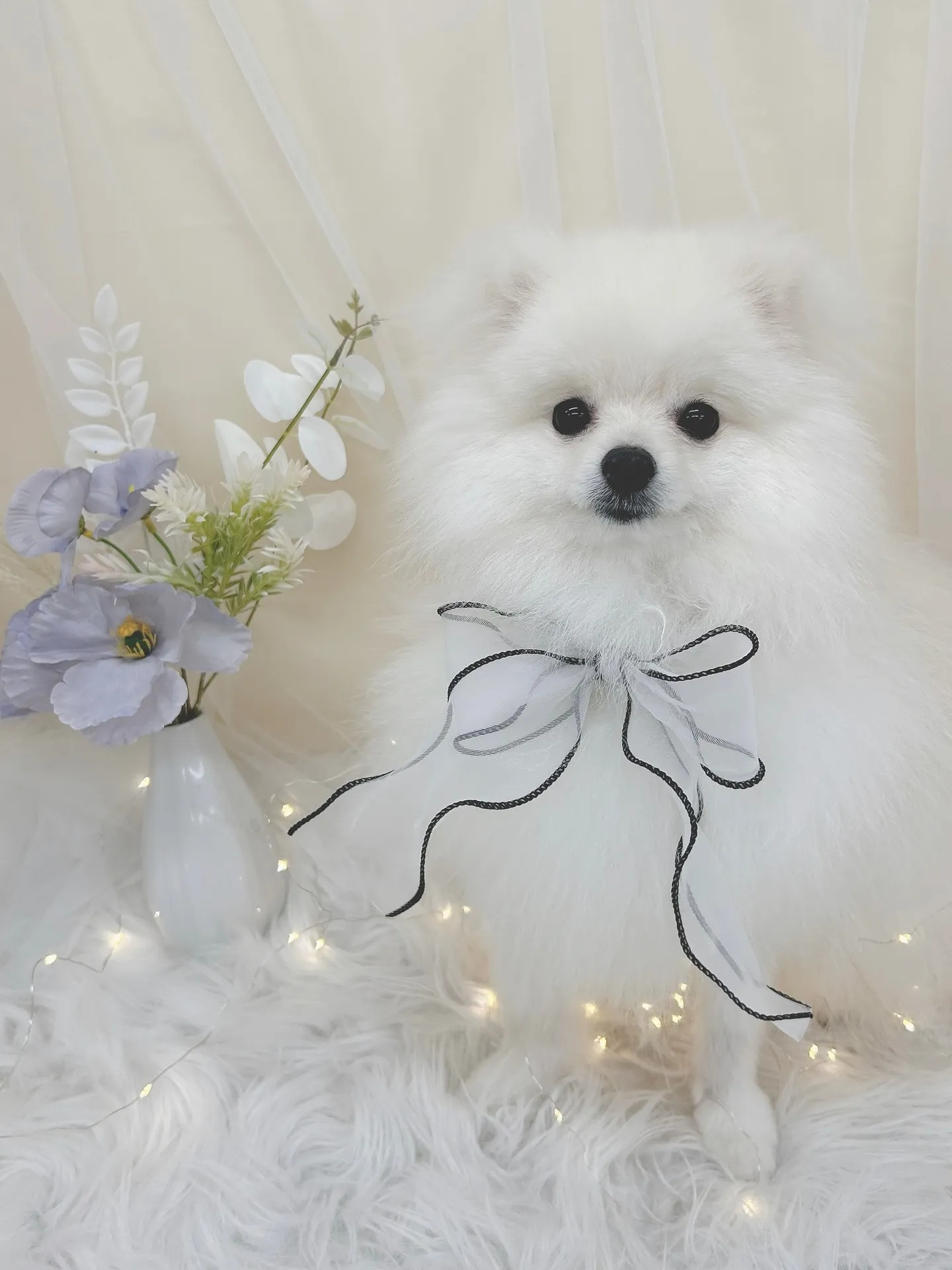 ୨୧ ∴トリミングサロン∴ ୨୧