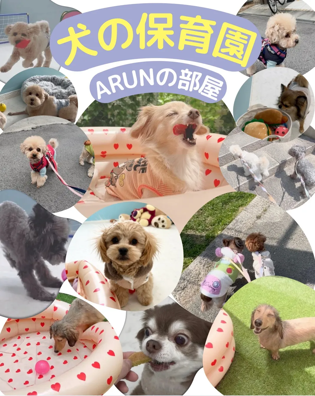 ୨୧ ∴犬の保育園、サービス内容のご案内∴ ୨୧