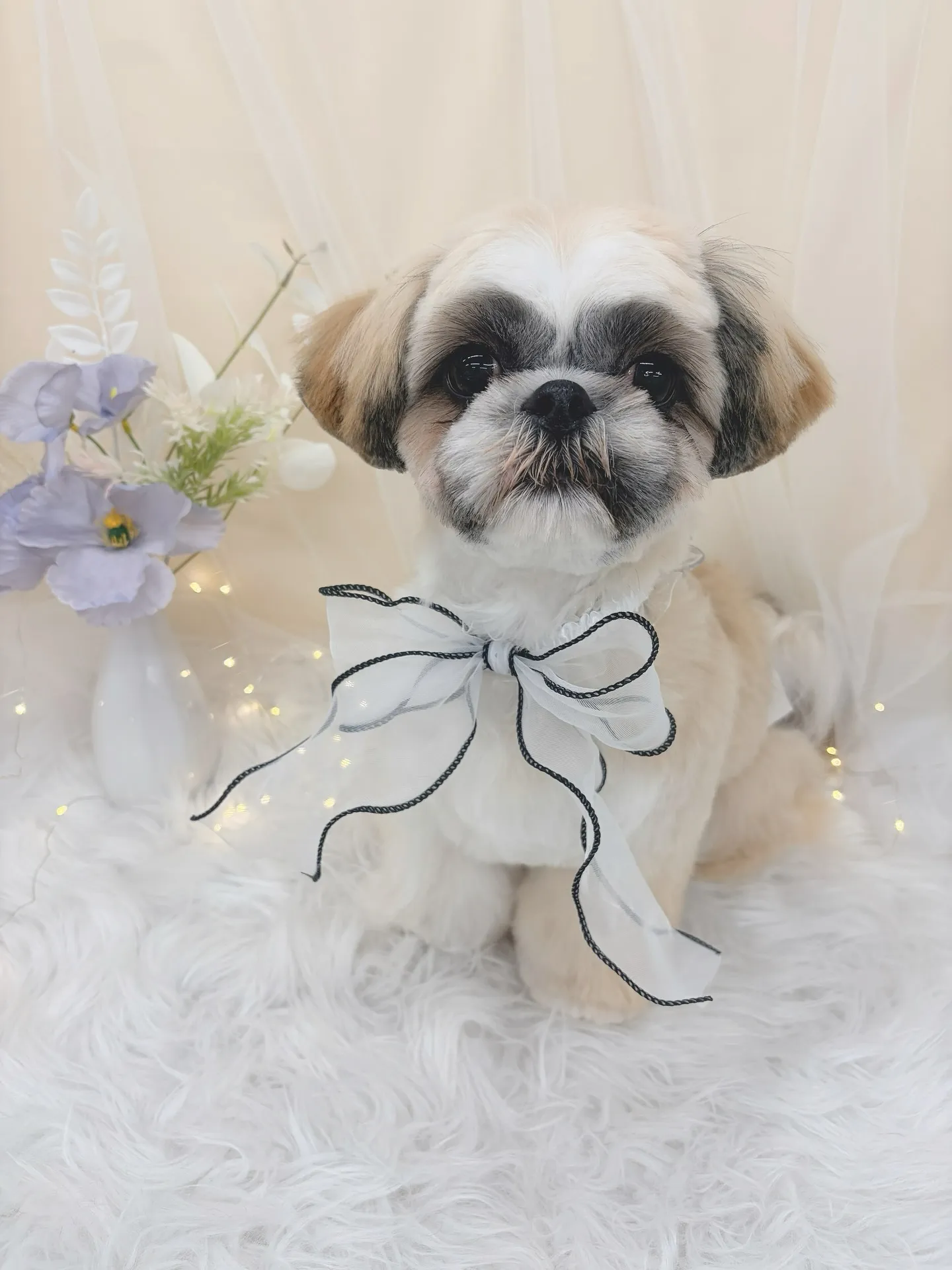 ୨୧ ∴トリミングサロン∴ ୨୧