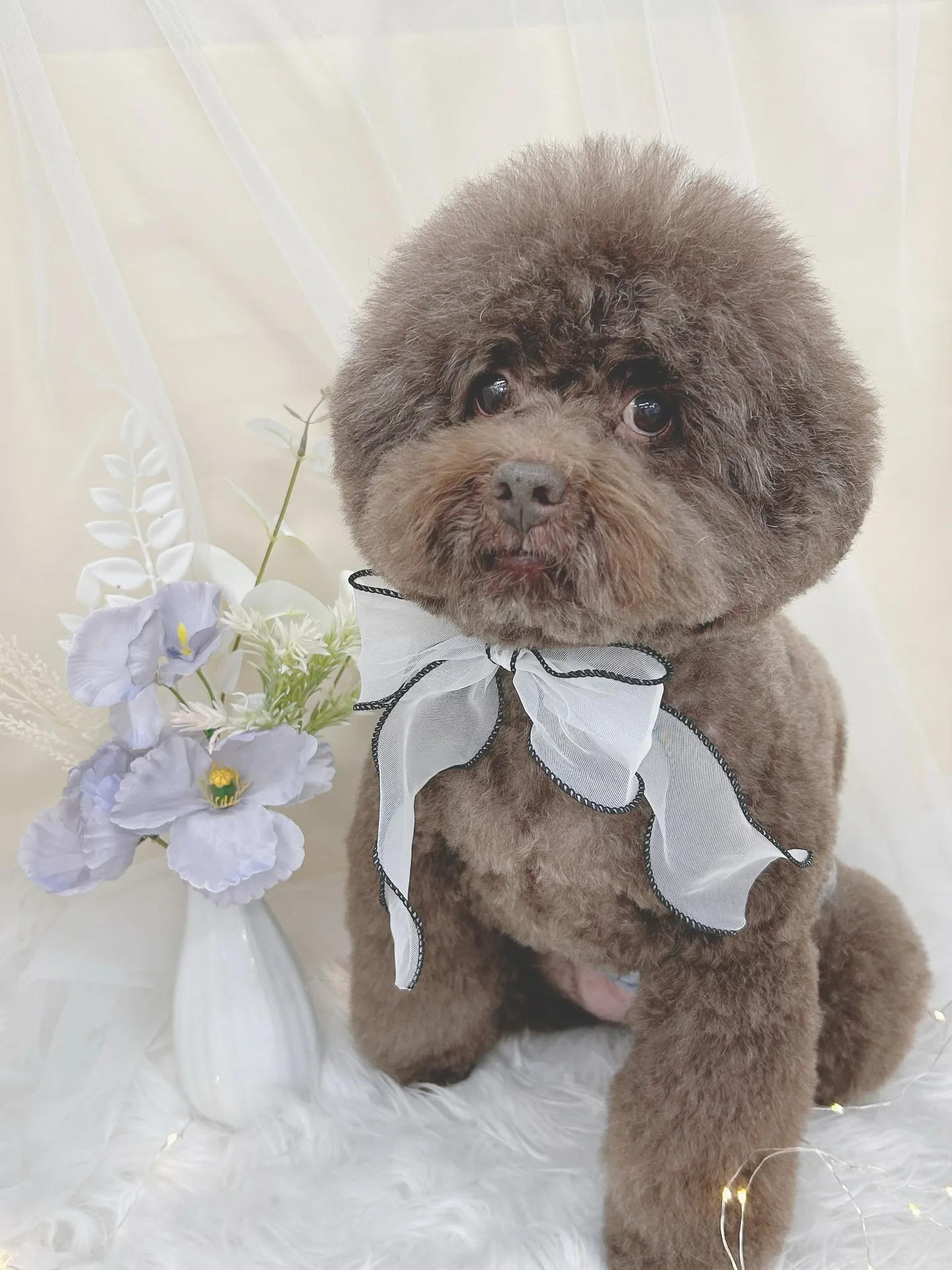 ୨୧ ∴トリミングサロン∴ ୨୧