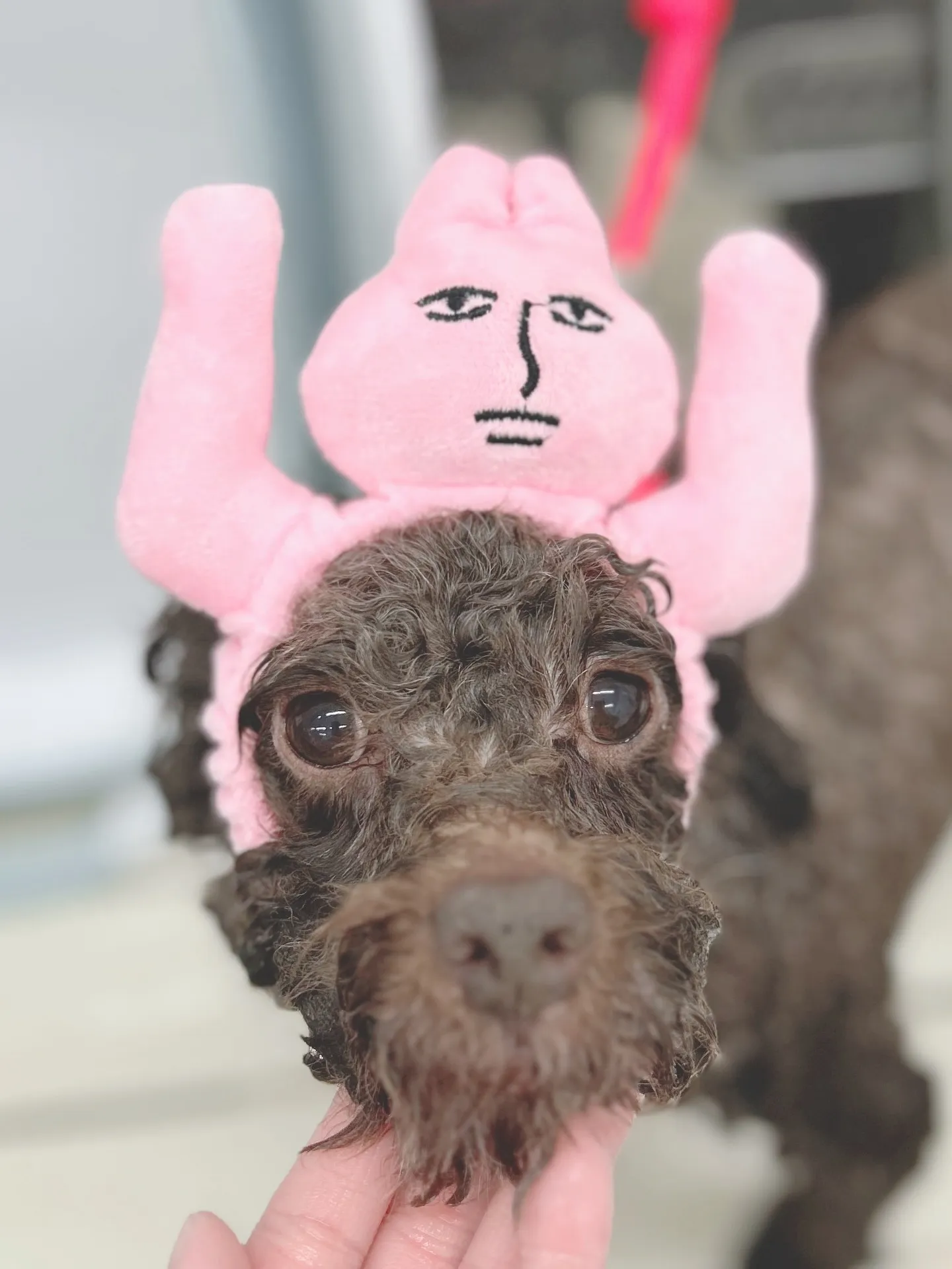 ୨୧ ∴トリミングサロン∴ ୨୧