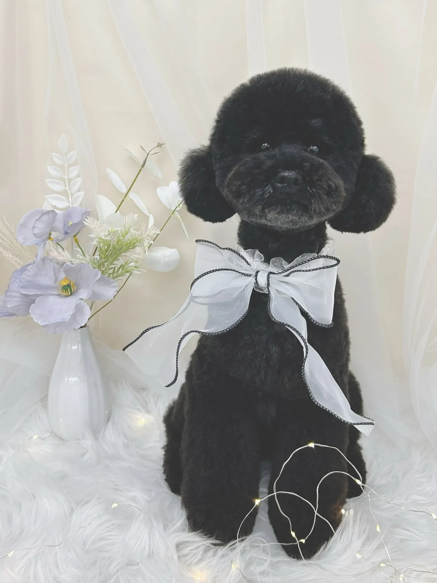 ୨୧ ∴トリミングサロン∴ ୨୧