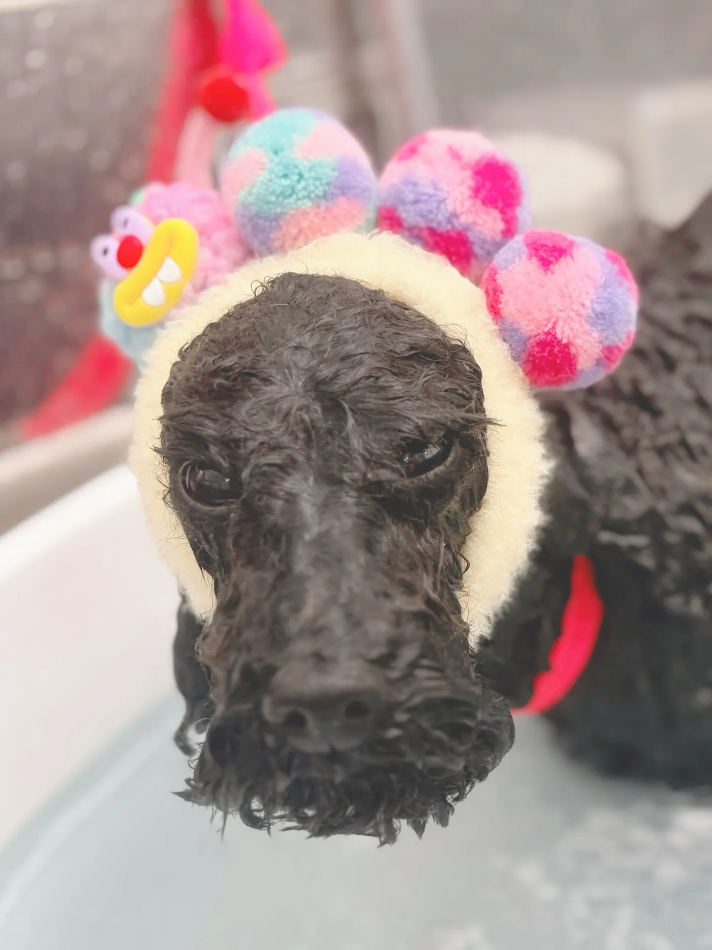 ୨୧ ∴トリミングサロン∴ ୨୧