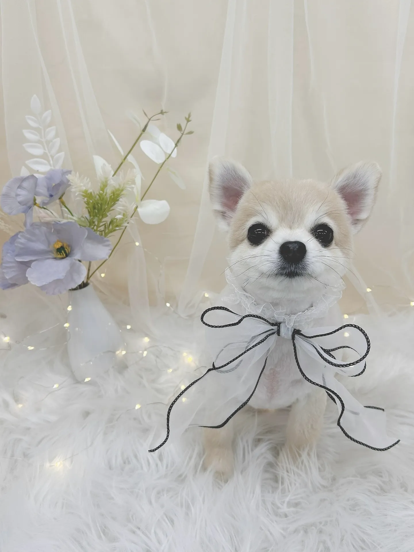 ୨୧ ∴トリミングサロン∴ ୨୧