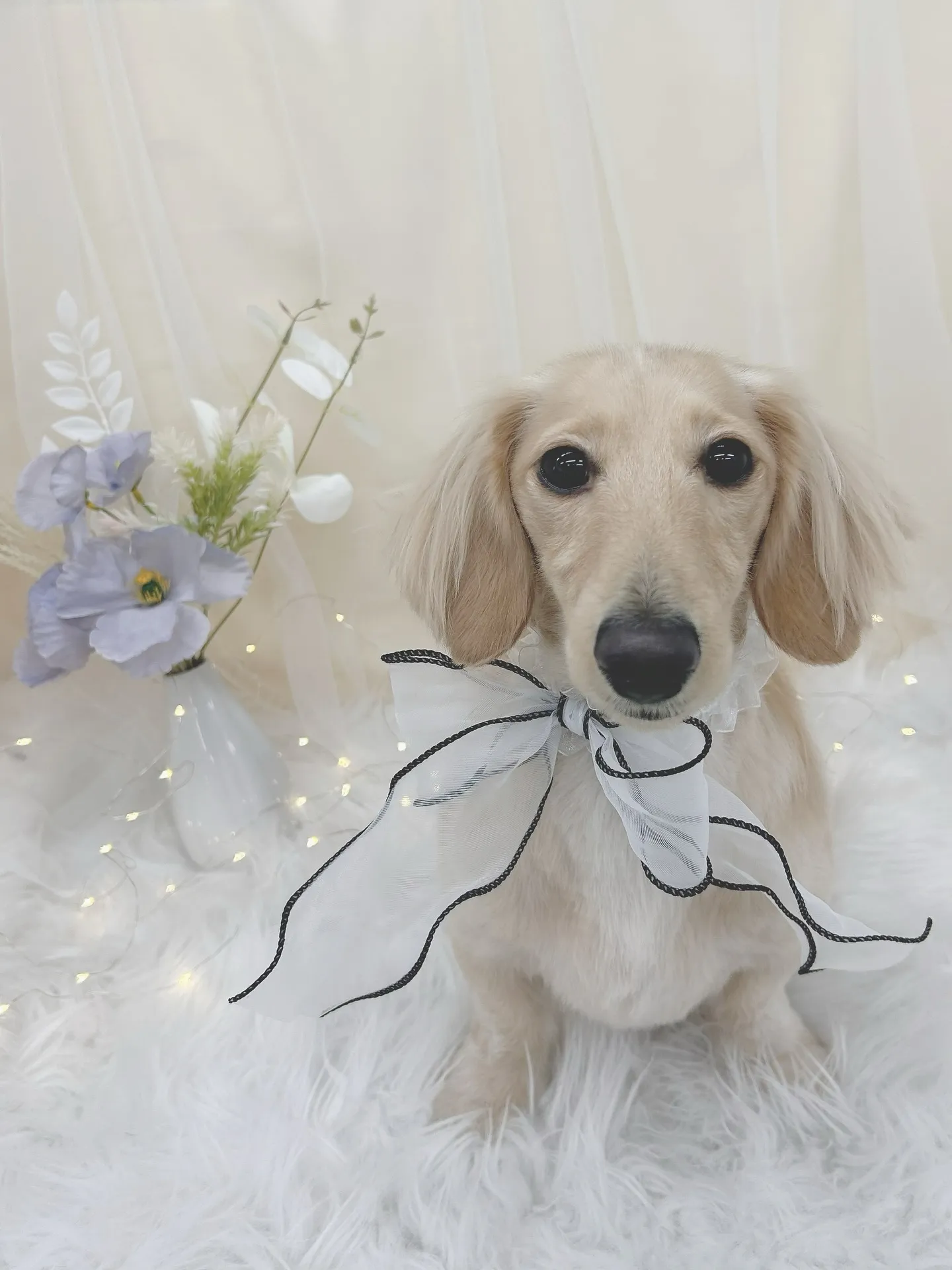 ୨୧ ∴トリミングサロン∴ ୨୧