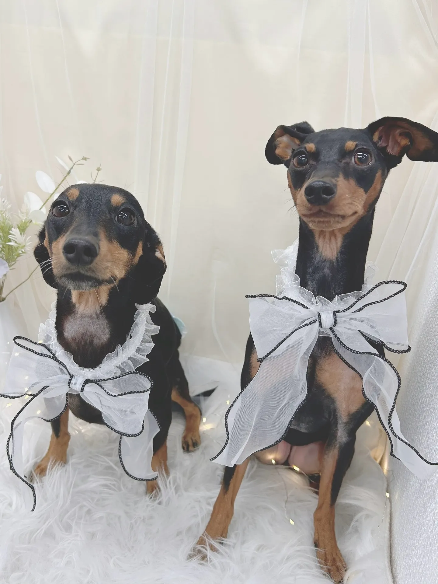 ୨୧ ∴トリミングサロン∴ ୨୧