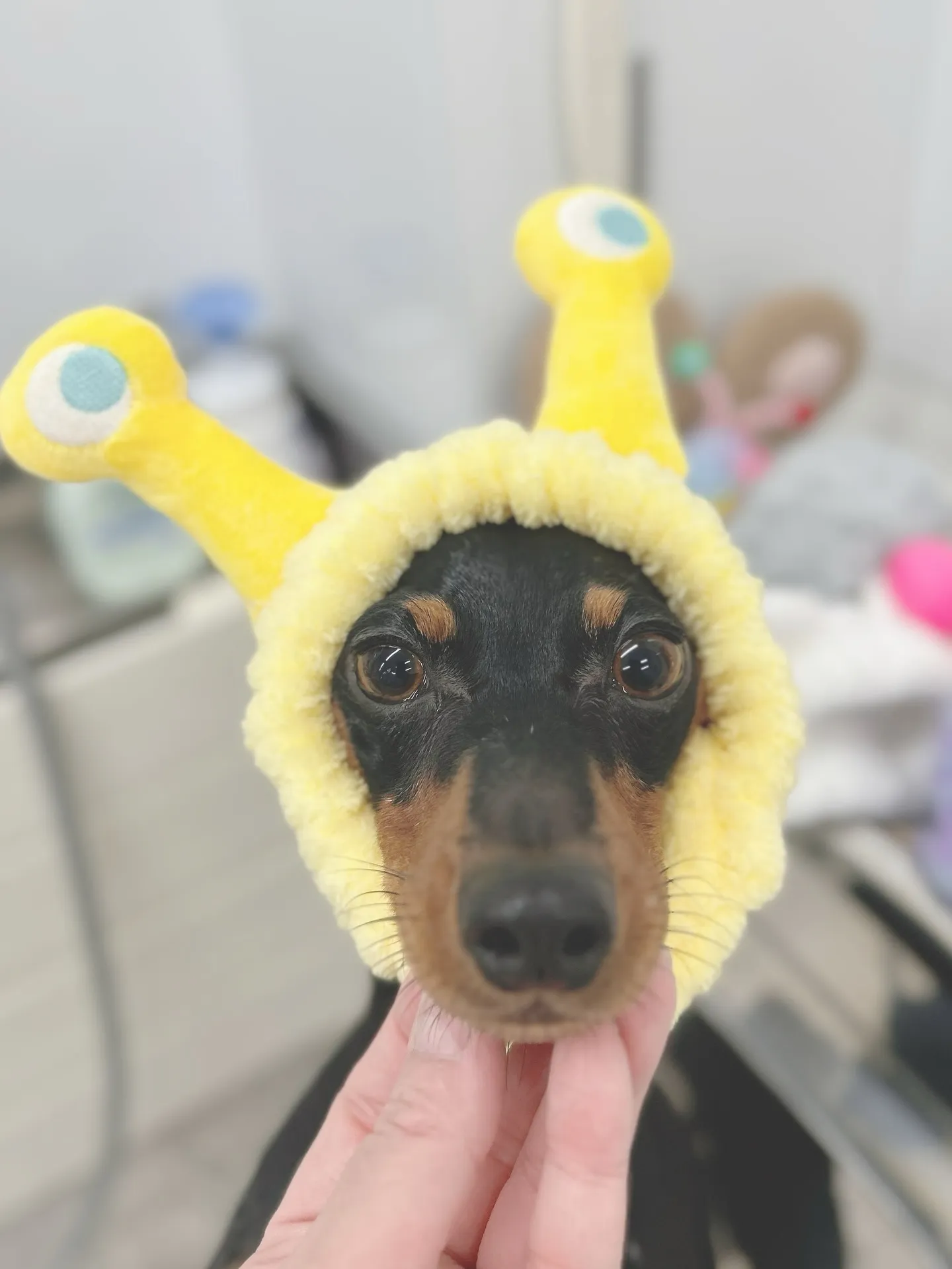 ୨୧ ∴トリミングサロン∴ ୨୧