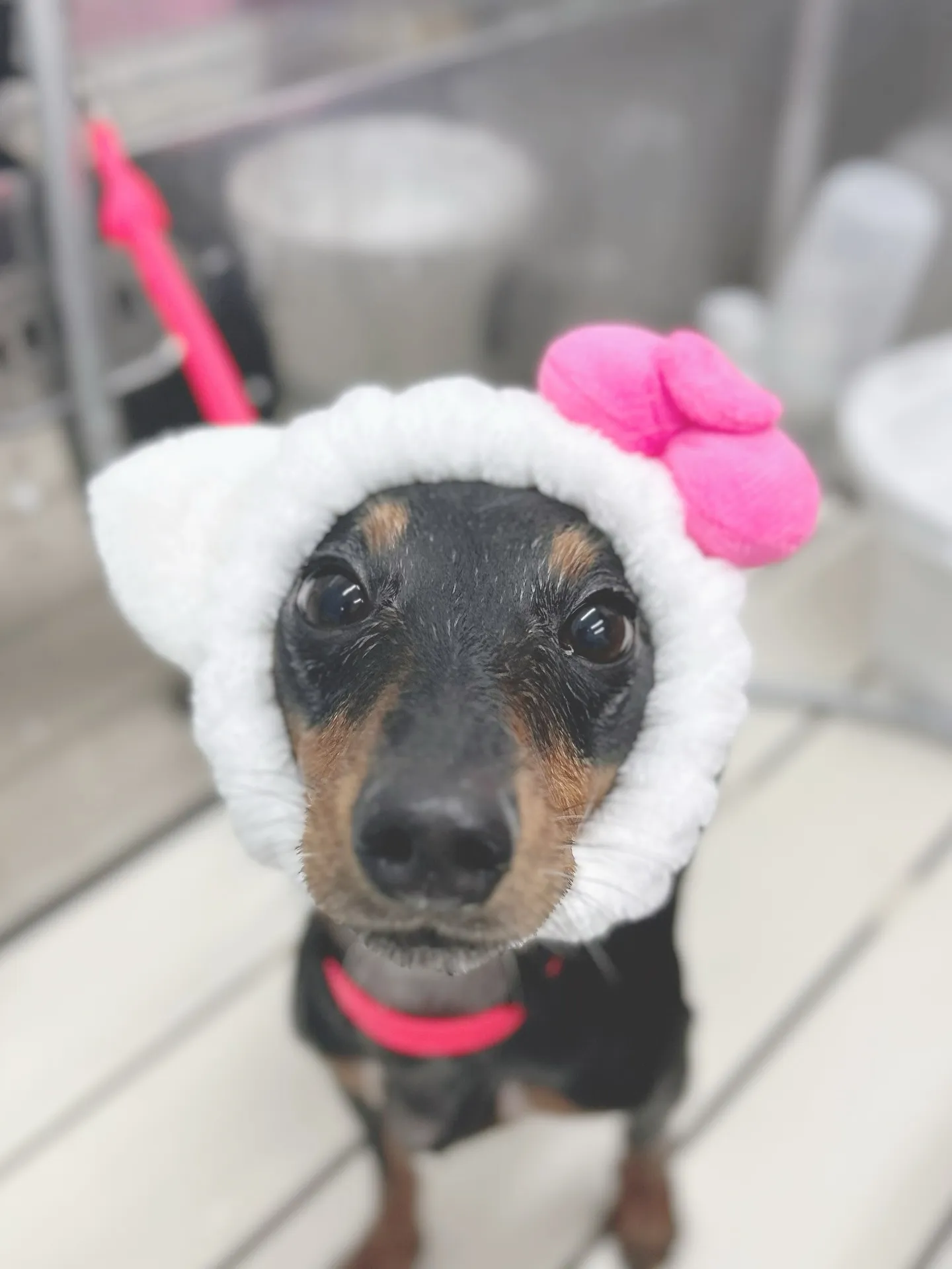 ୨୧ ∴トリミングサロン∴ ୨୧