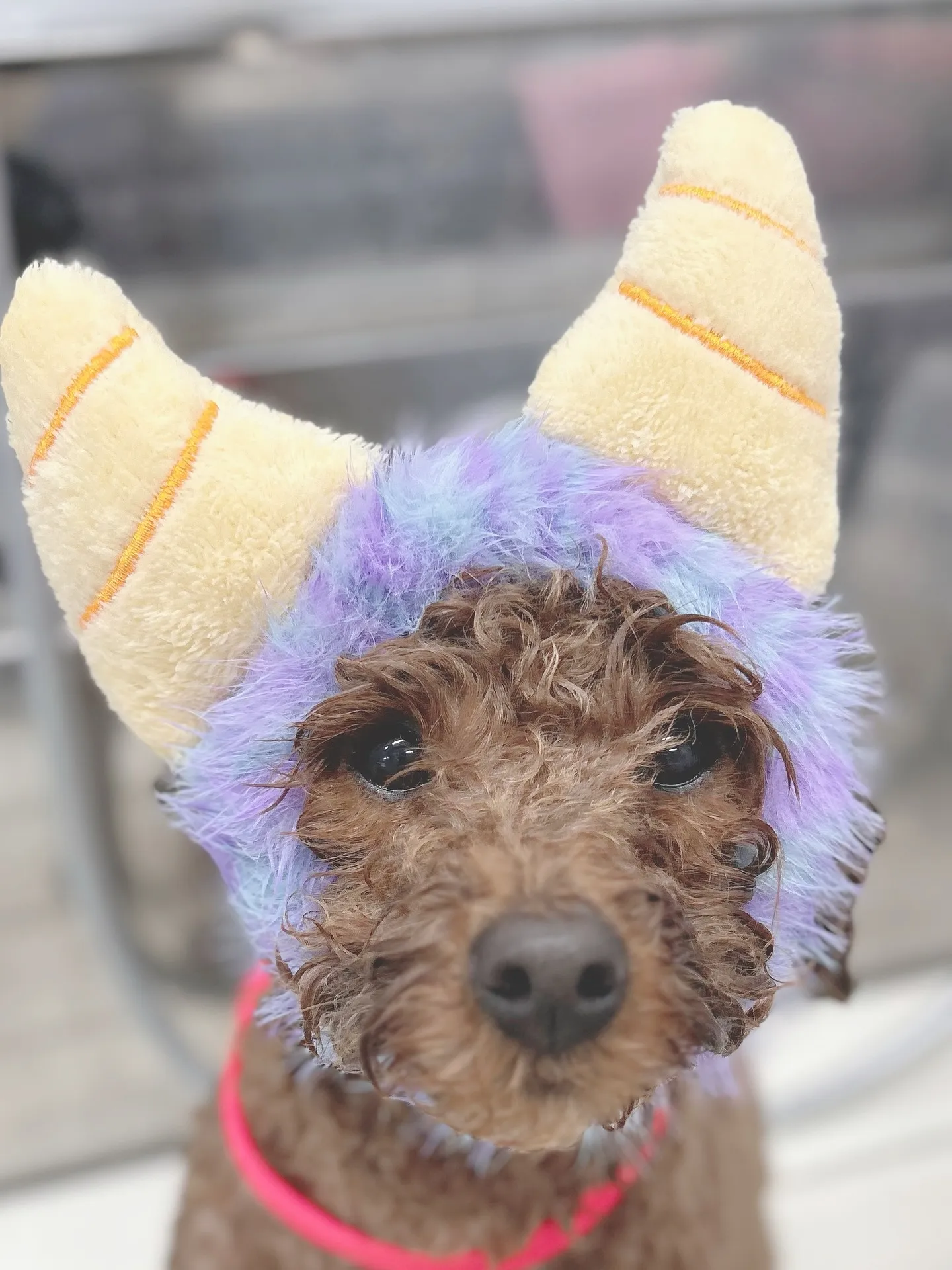 ୨୧ ∴トリミングサロン∴ ୨୧