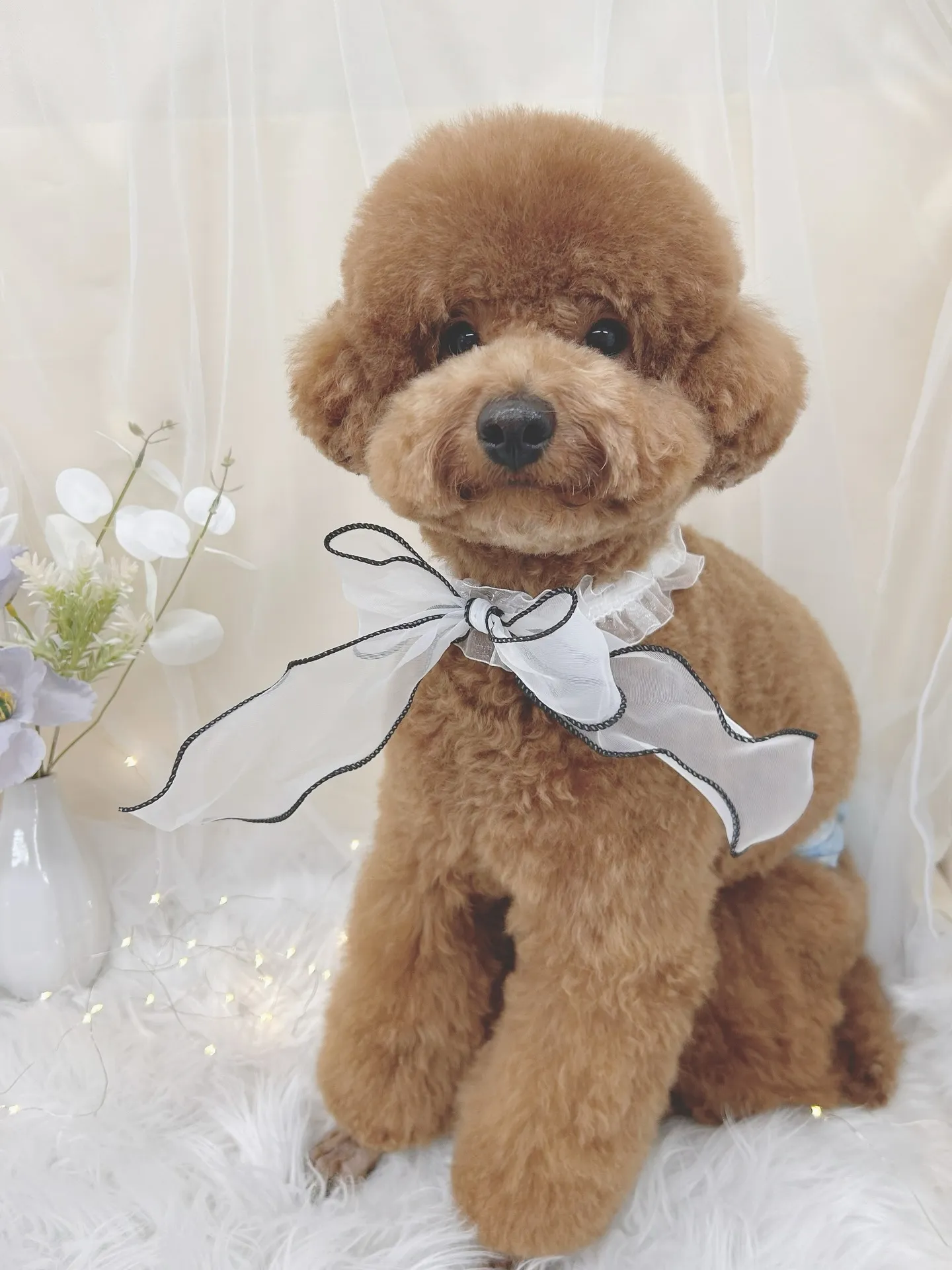 ୨୧ ∴トリミングサロン∴ ୨୧