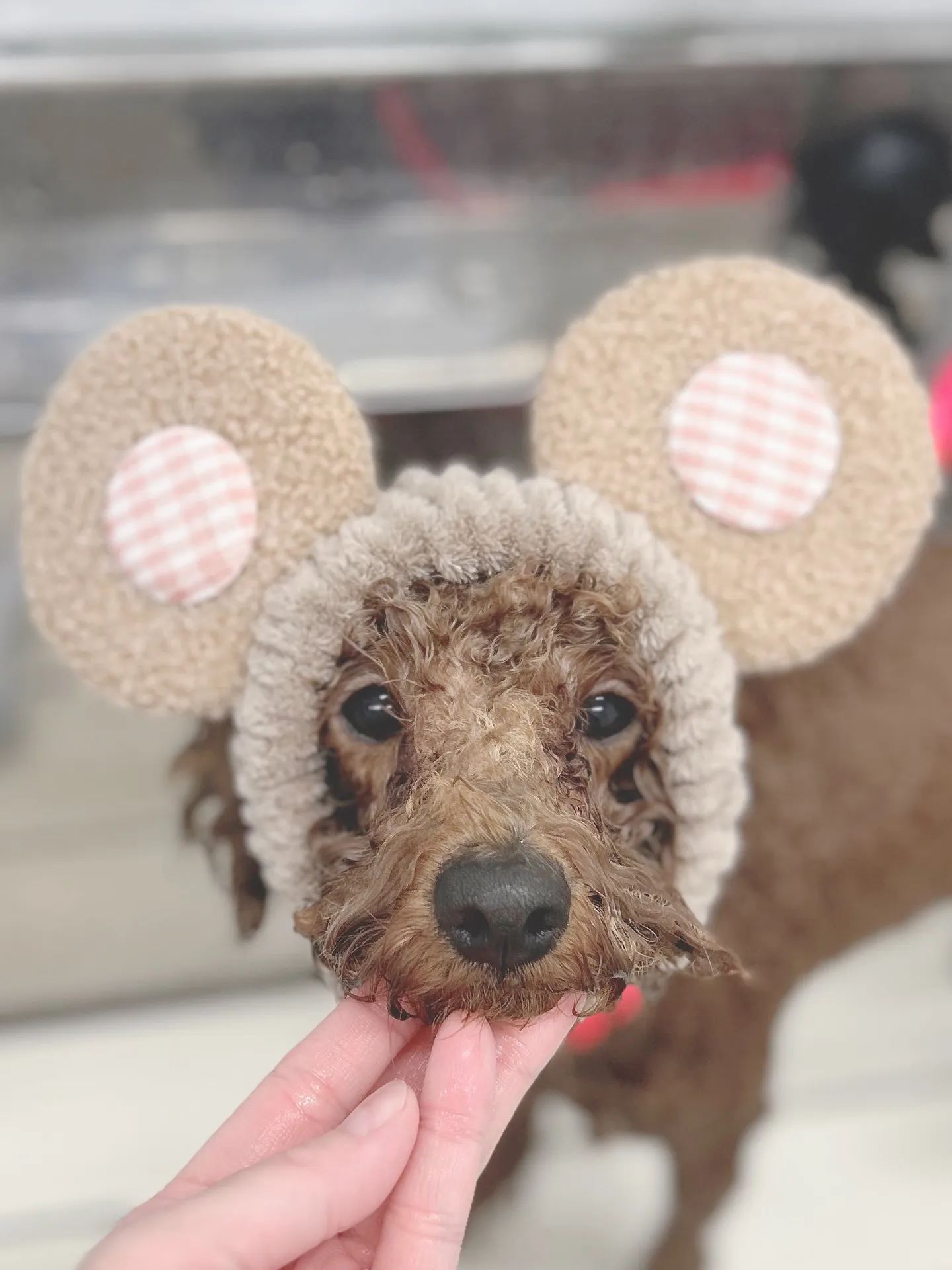 ୨୧ ∴トリミングサロン∴ ୨୧