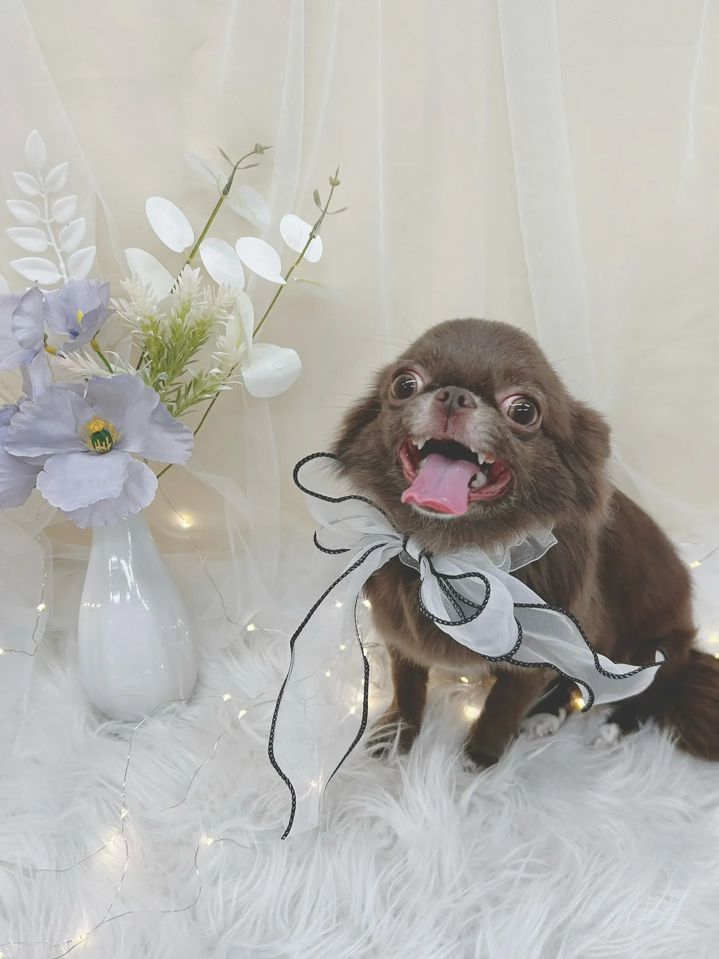 ୨୧ ∴トリミングサロン∴ ୨୧