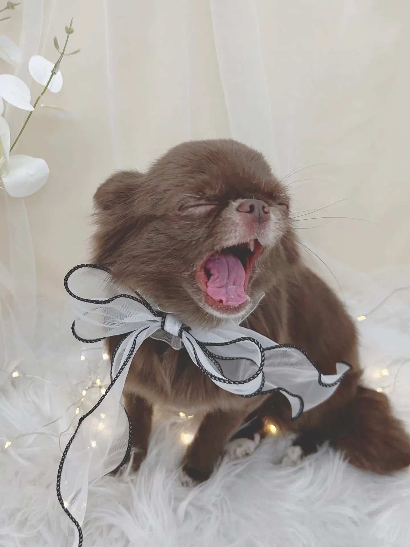 ୨୧ ∴トリミングサロン∴ ୨୧