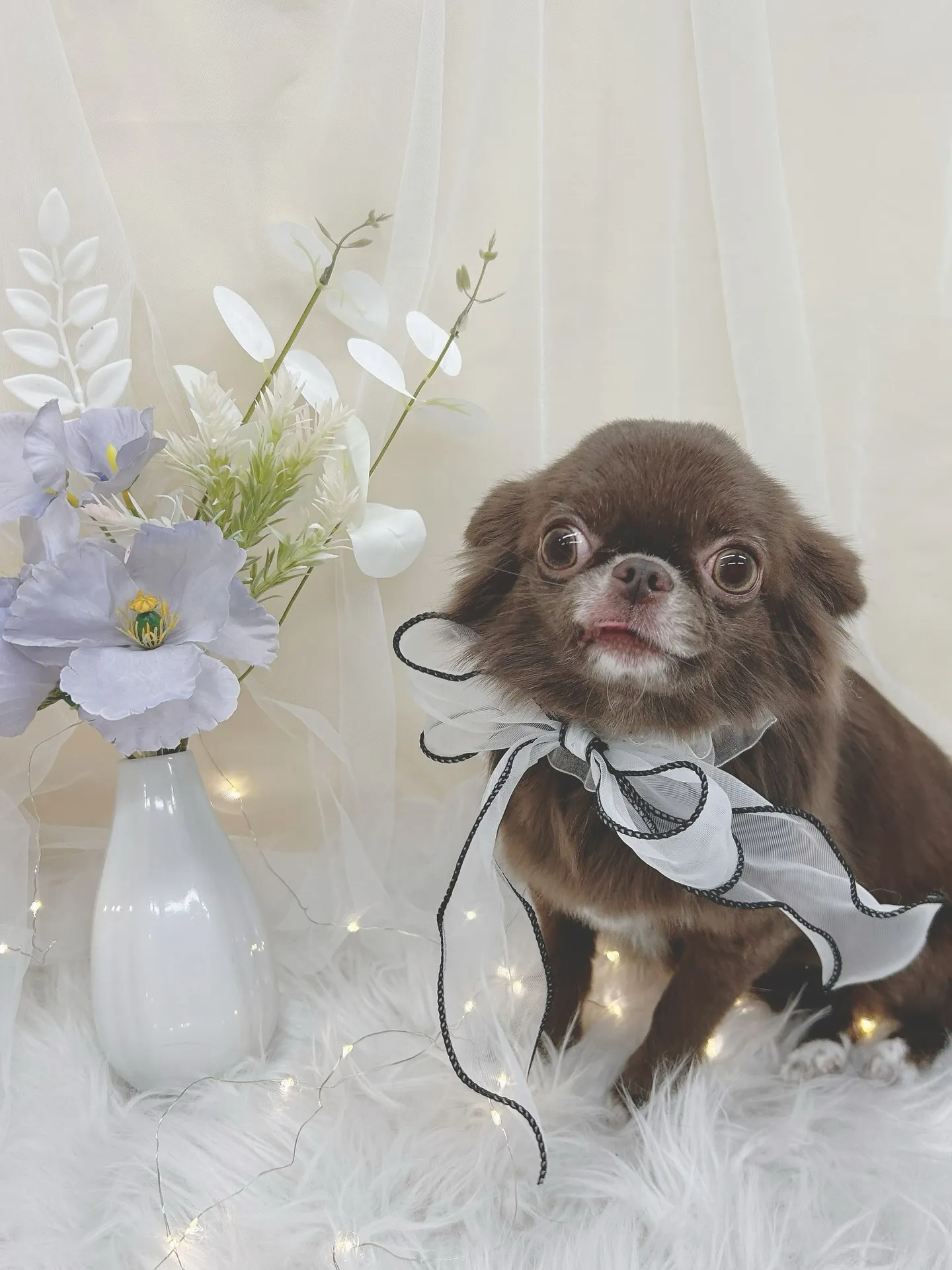 ୨୧ ∴トリミングサロン∴ ୨୧