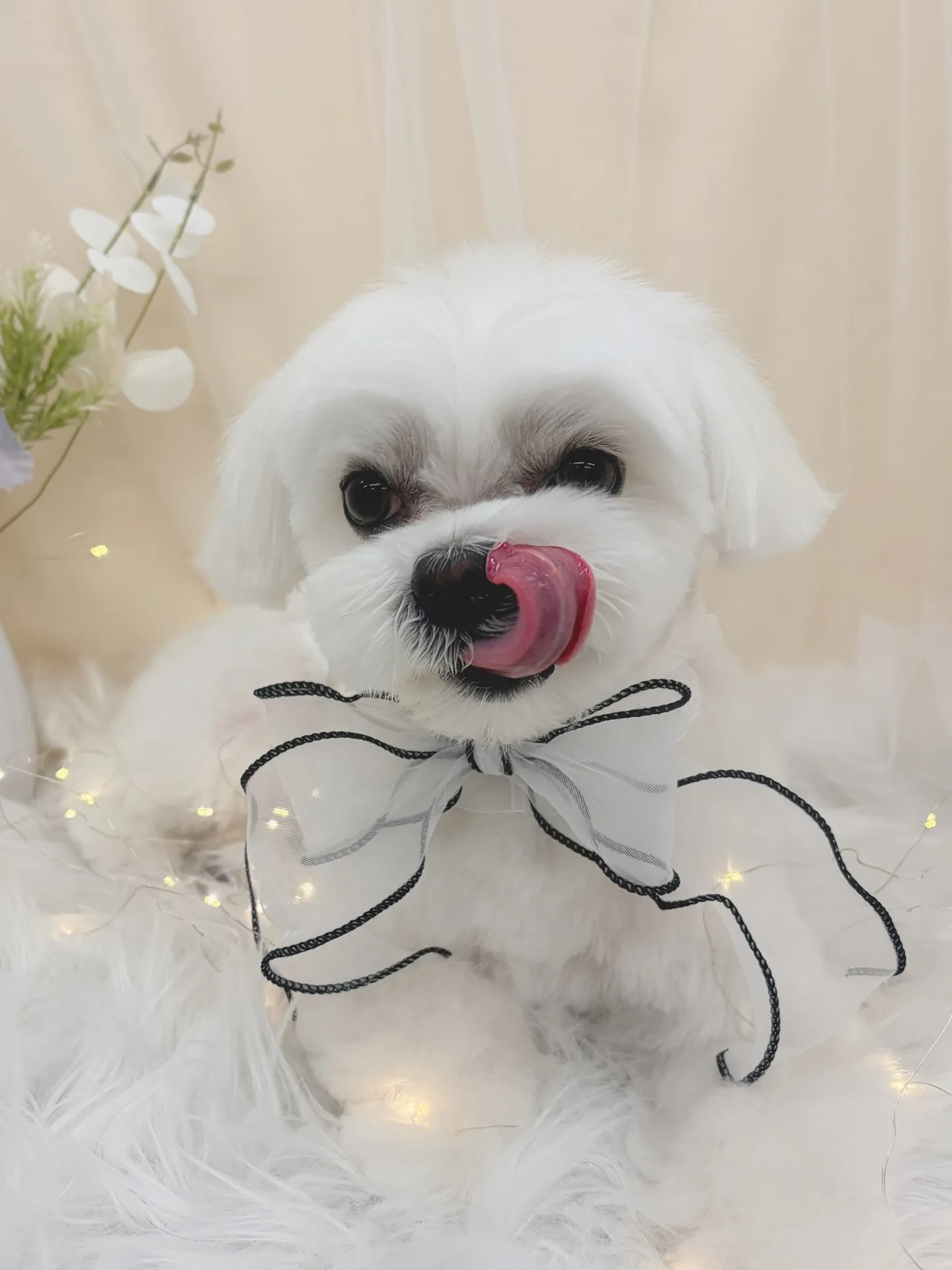 ୨୧ ∴トリミングサロン∴ ୨୧