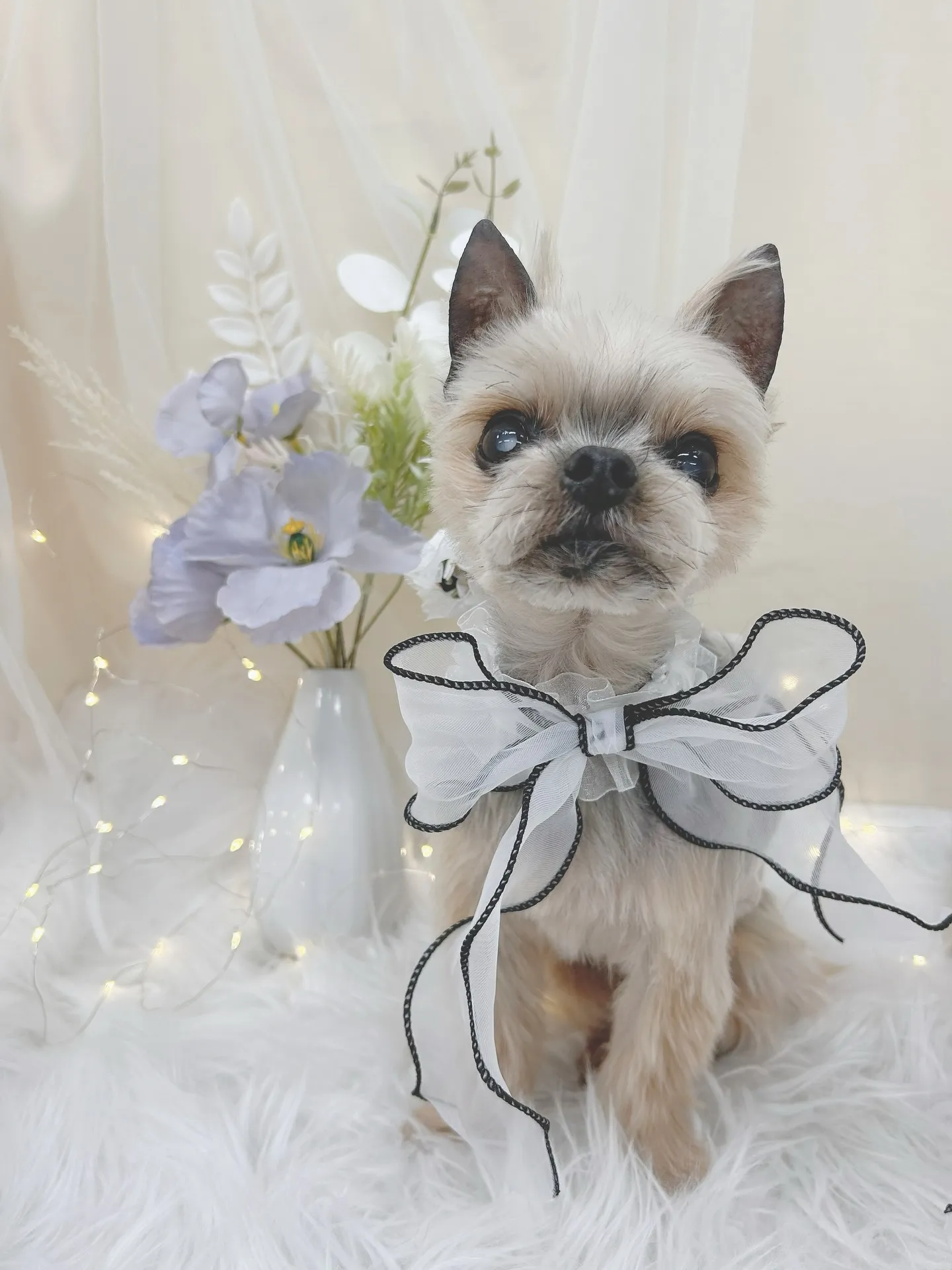 ୨୧ ∴トリミングサロン∴ ୨୧