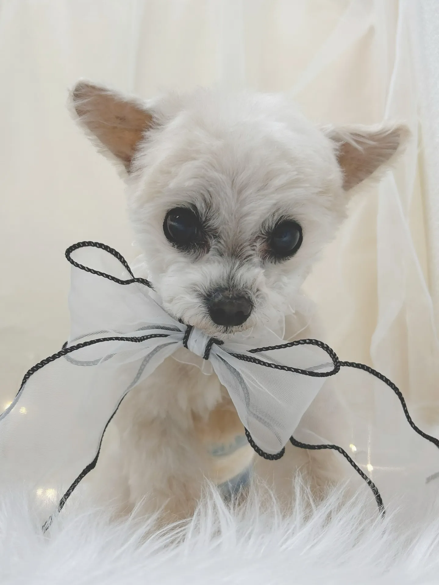 ୨୧ ∴トリミングサロン∴ ୨୧