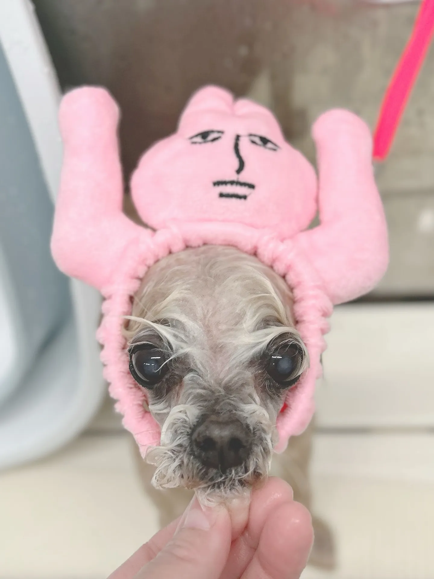 ୨୧ ∴トリミングサロン∴ ୨୧