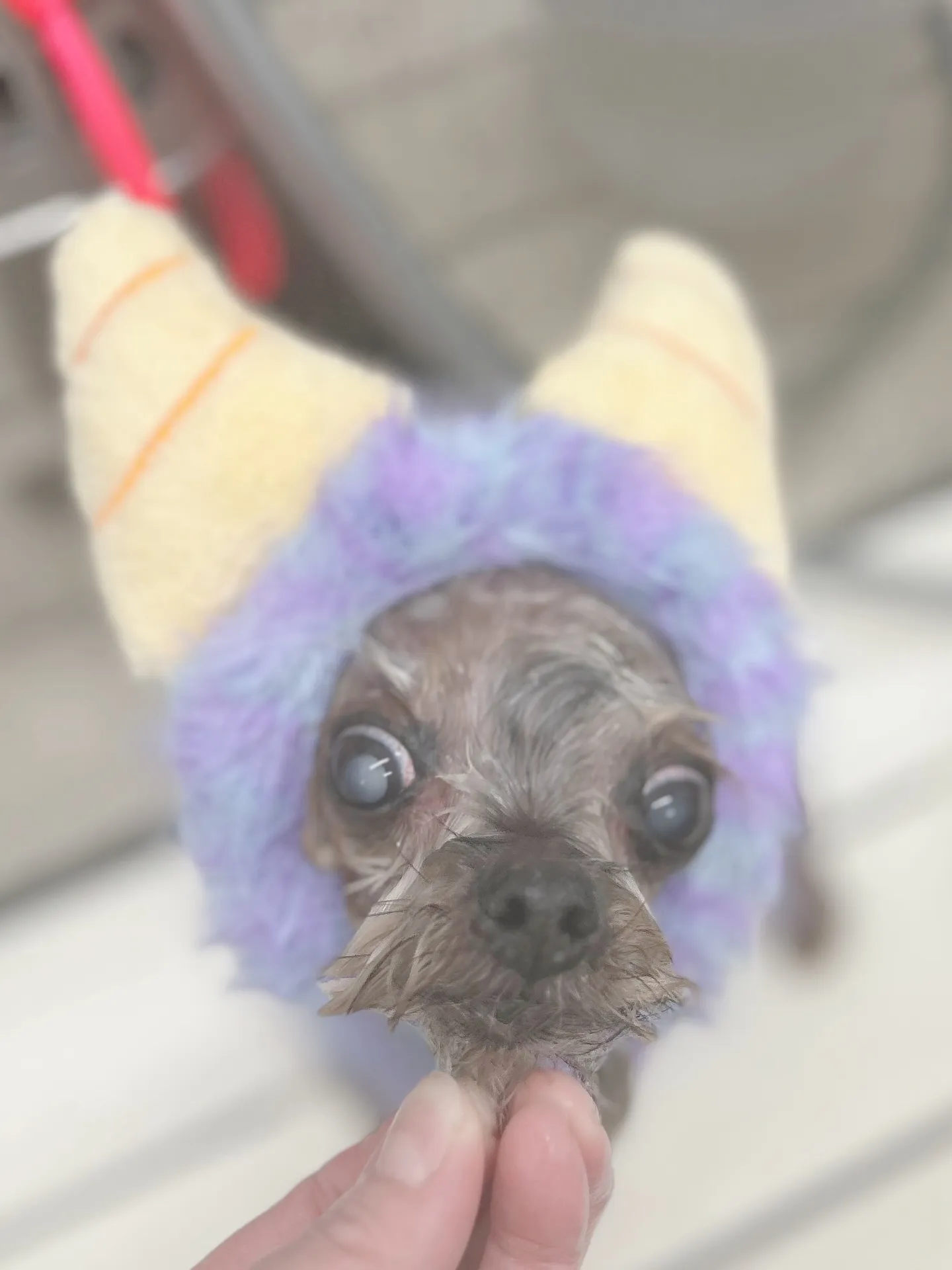 ୨୧ ∴トリミングサロン∴ ୨୧