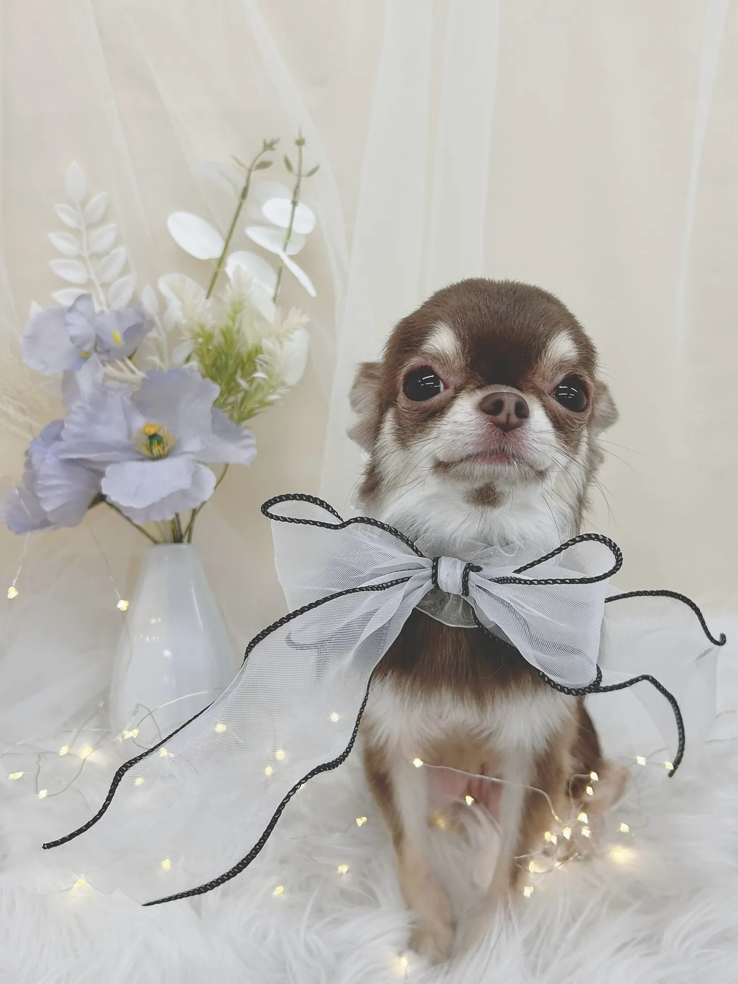 ୨୧ ∴トリミングサロン∴ ୨୧