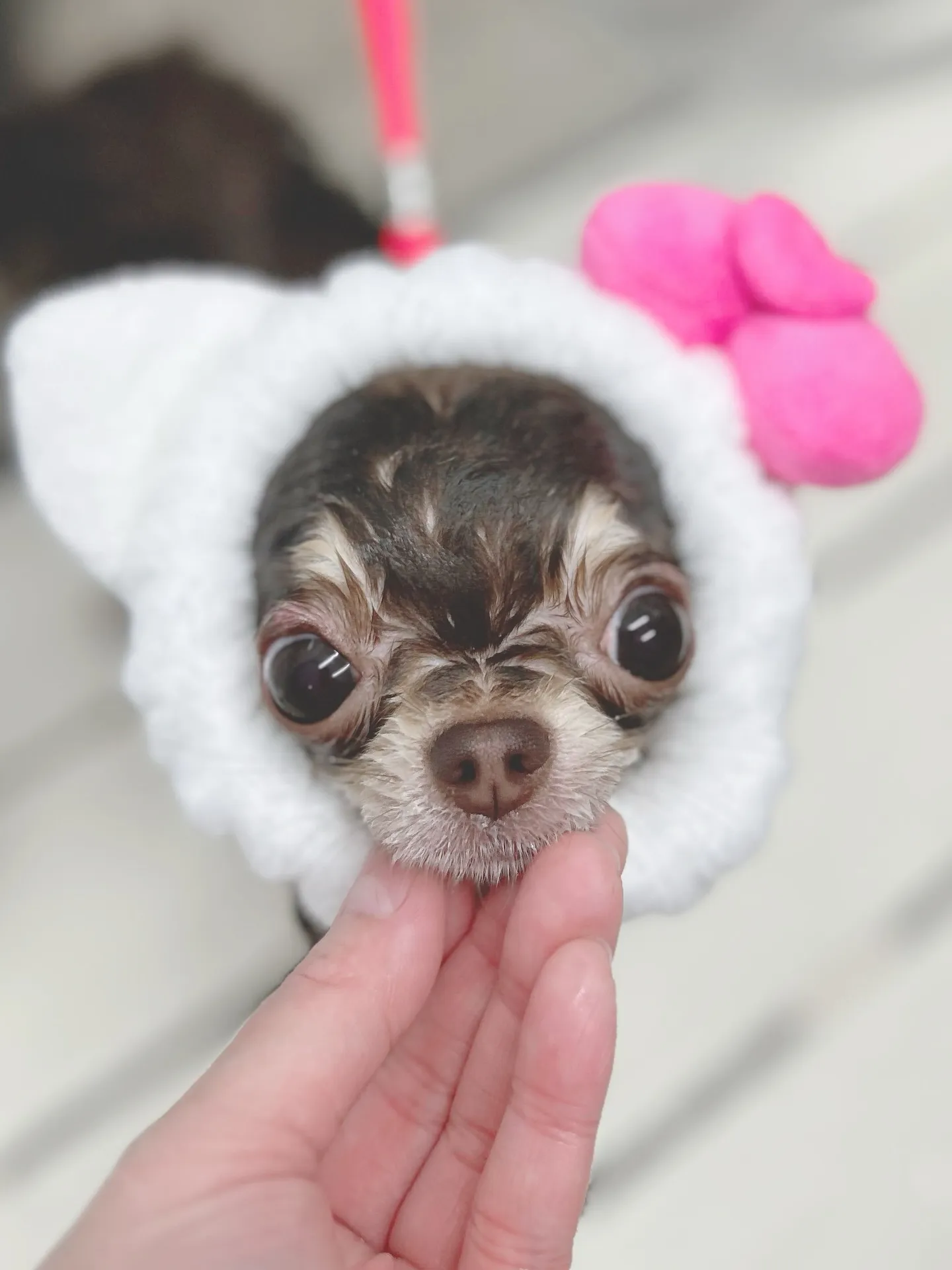 ୨୧ ∴トリミングサロン∴ ୨୧