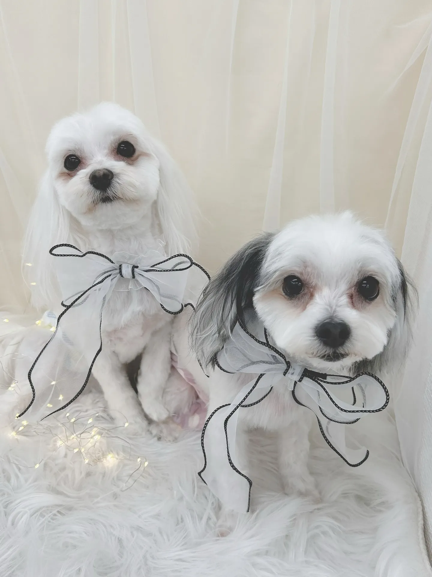 ୨୧ ∴トリミングサロン∴ ୨୧